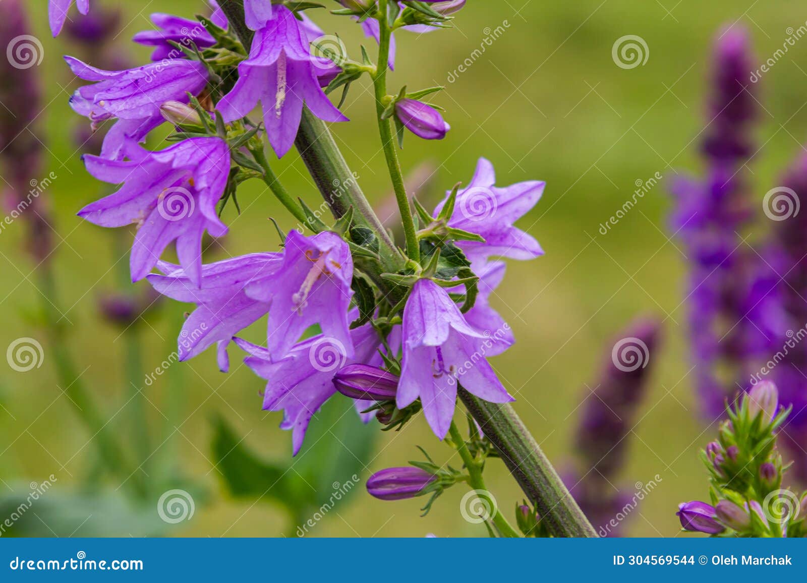 Clustered Bell Flower Campanula Glomerata Blooming in the Wild Stock Photo Image of garden