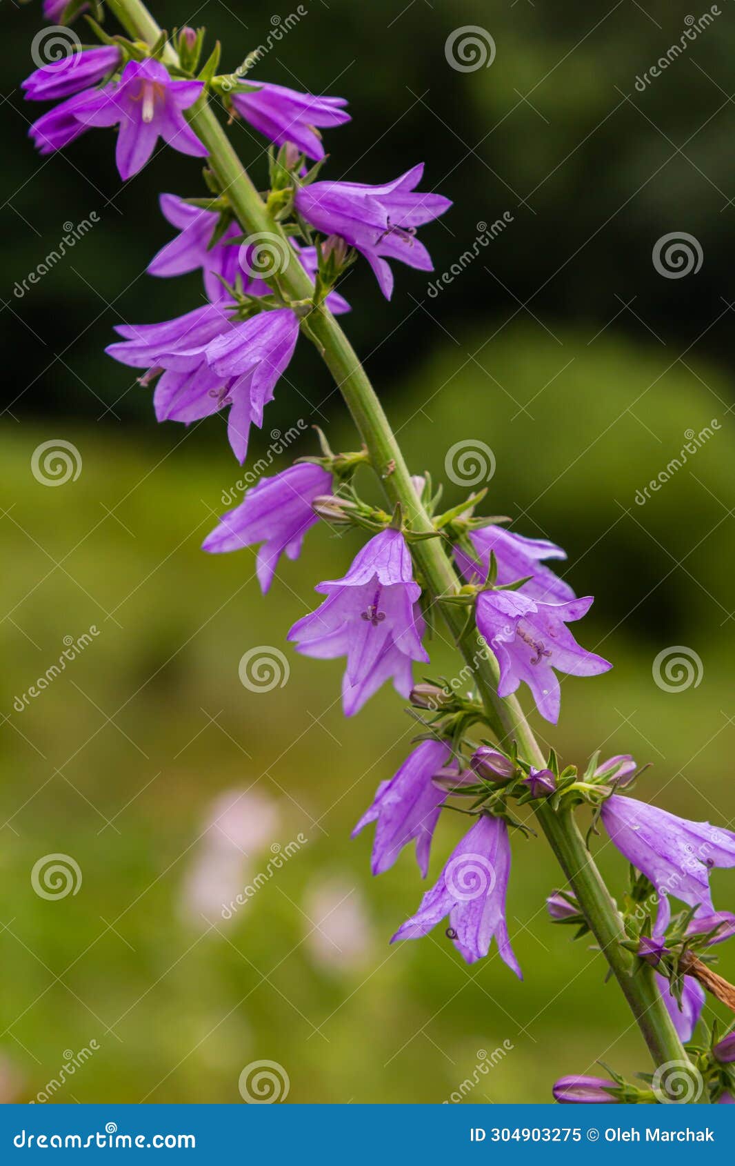 Clustered Bell Flower Campanula Glomerata Blooming in the Wild Stock