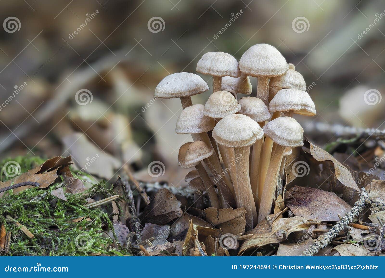 the clustered toughshank gymnopus confluens is an edible mushroom