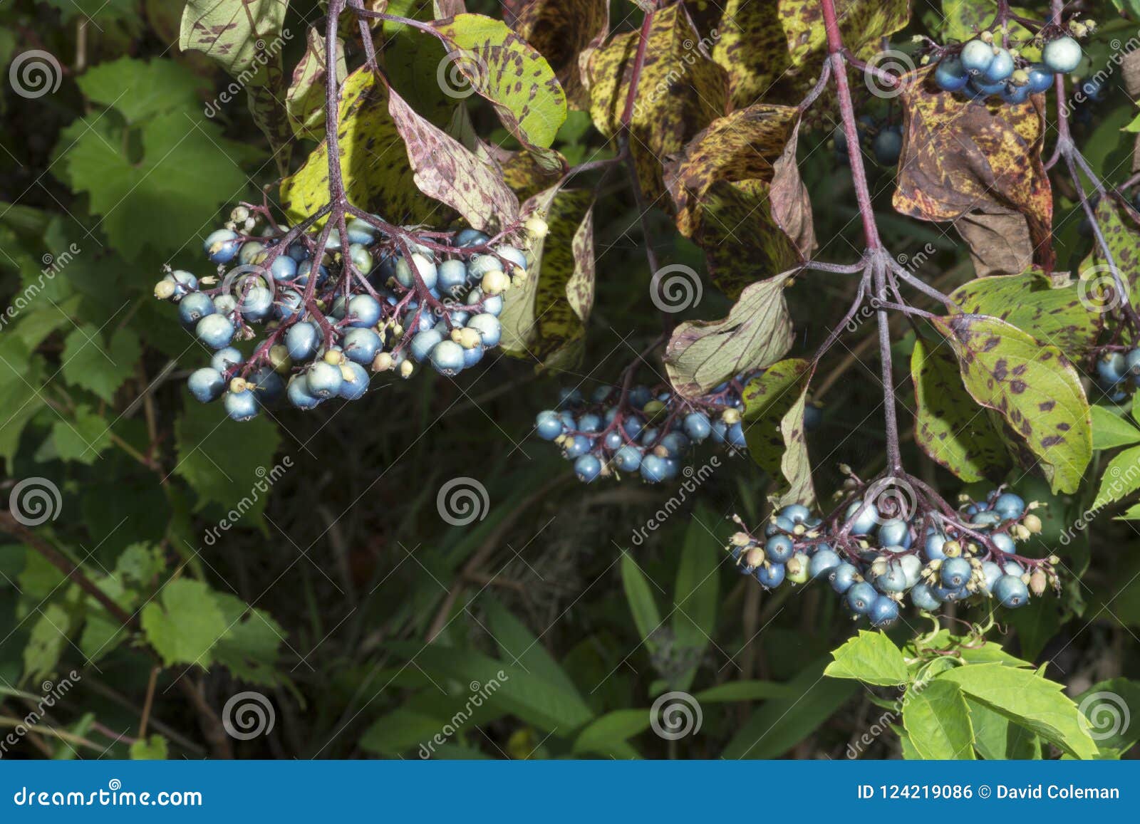 Clusters of blue berries stock photo. Image of color 124219086