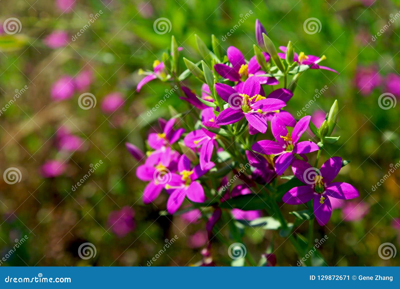canchalagua, centaurium venustum, yosemite