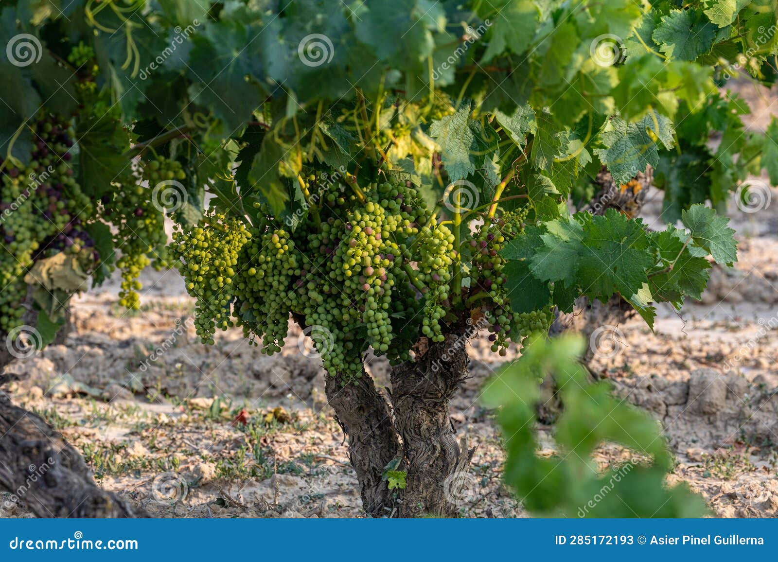 clusters of grapes ripening on the vine during the summer