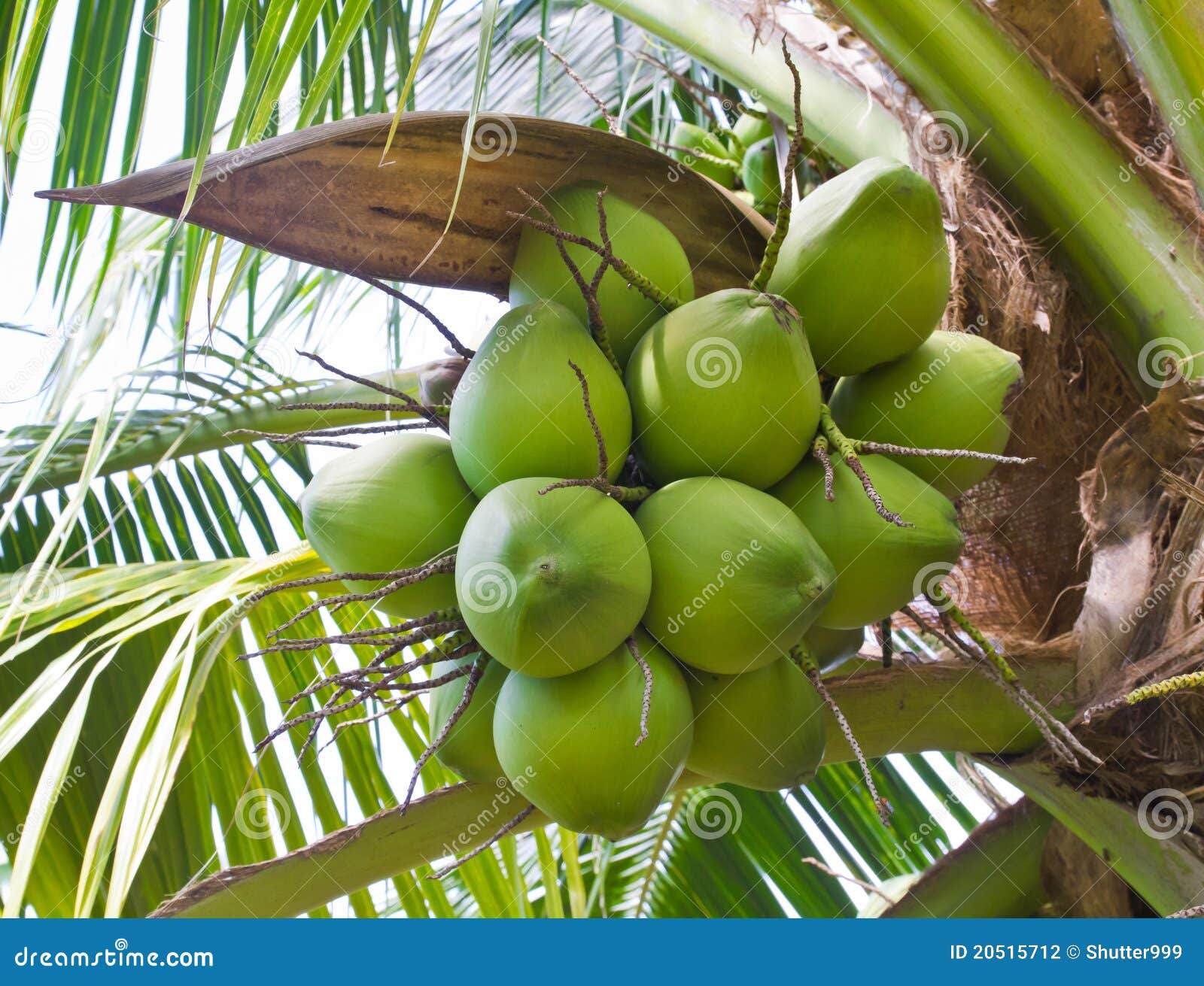 Clusters of green coconuts close-up hanging on palm tree