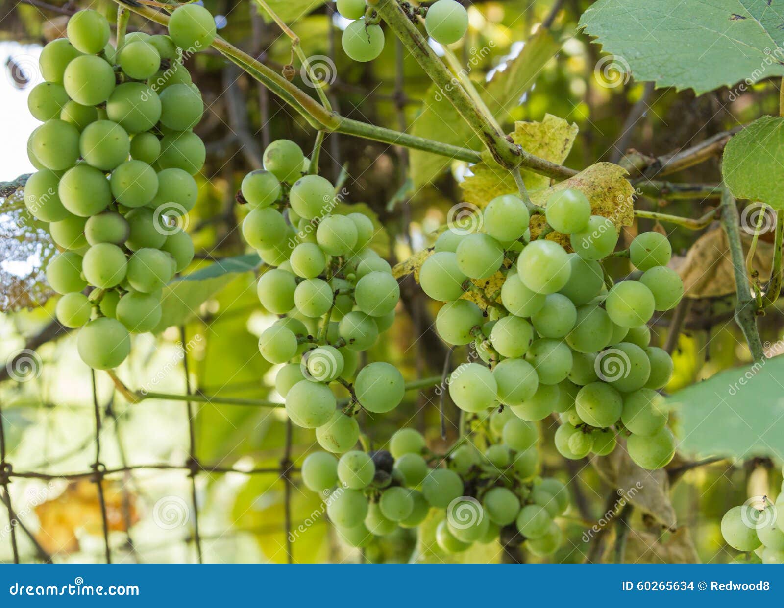 clusters of green grapes