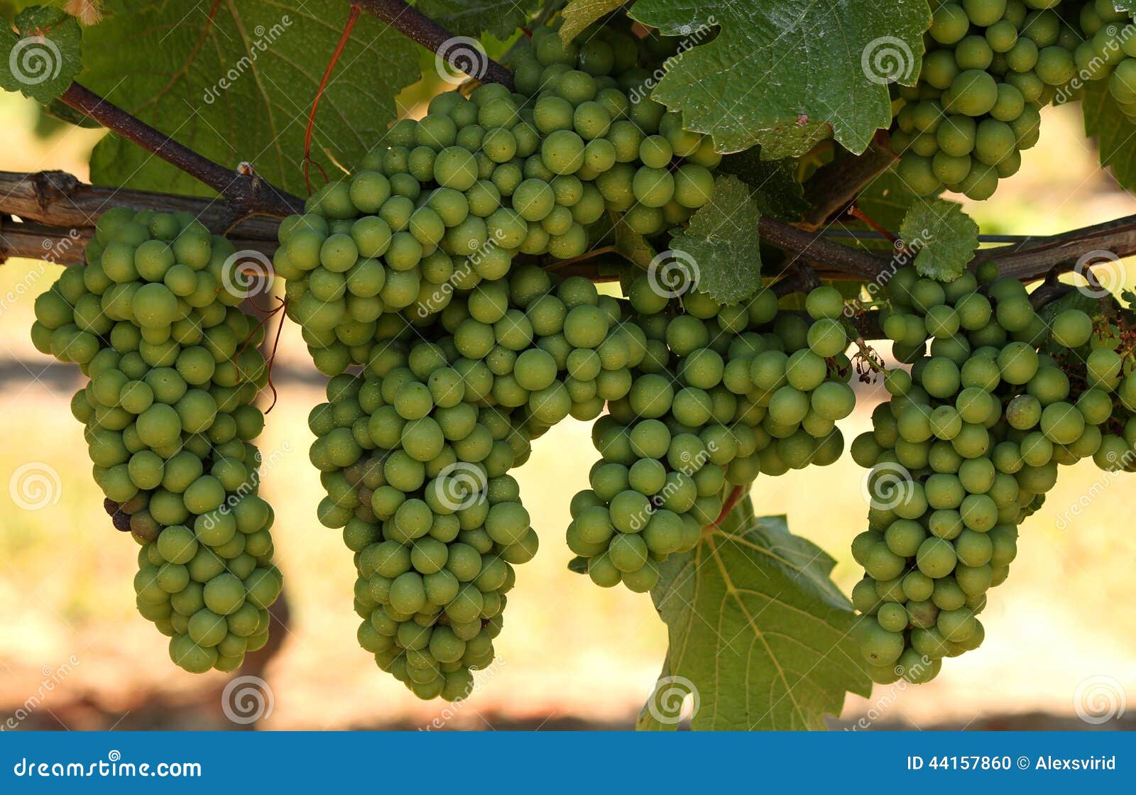 Clusters of Growing Green Grapes on a Vineyard Stock Photo Image of