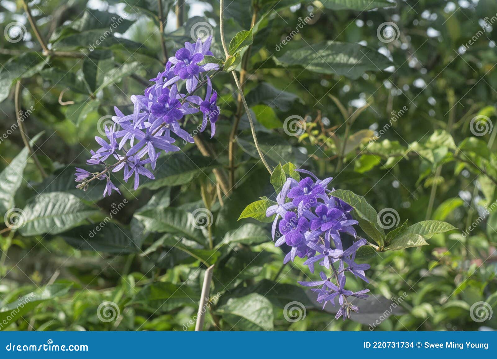 The Clusters of the Purple Sandpaper Vine Flower Stock Photo Image of
