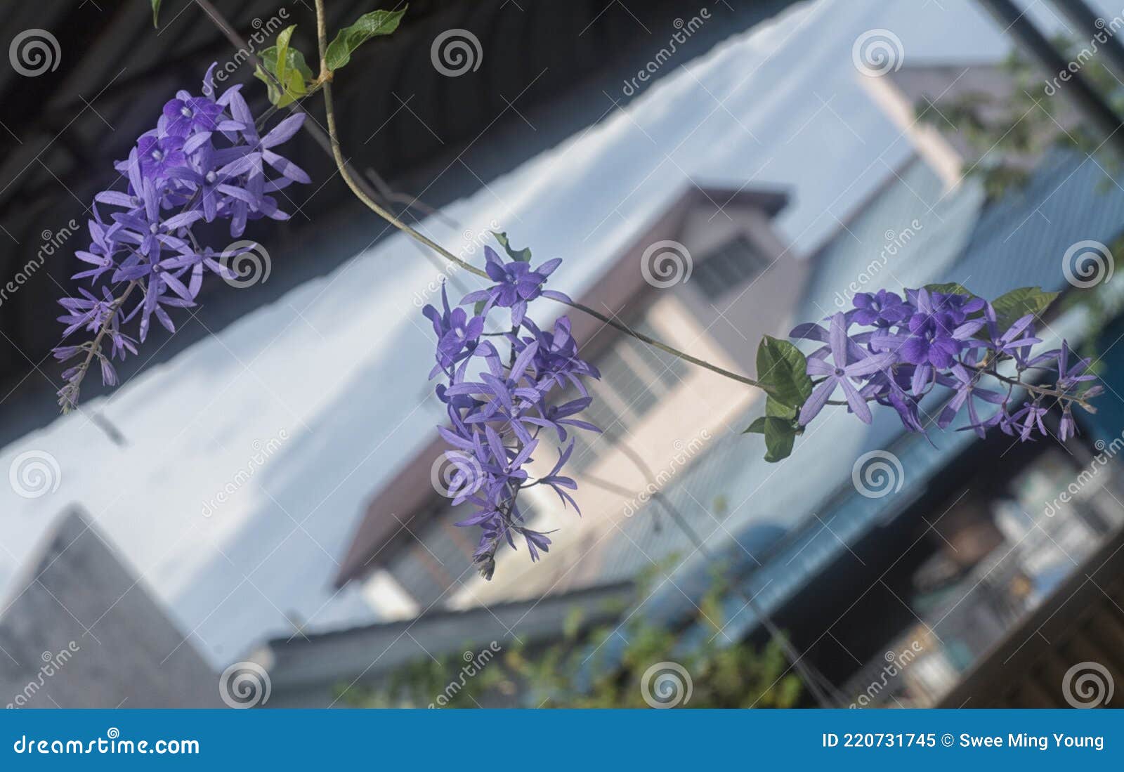 The Clusters of the Purple Sandpaper Vine Flower Stock Image Image of
