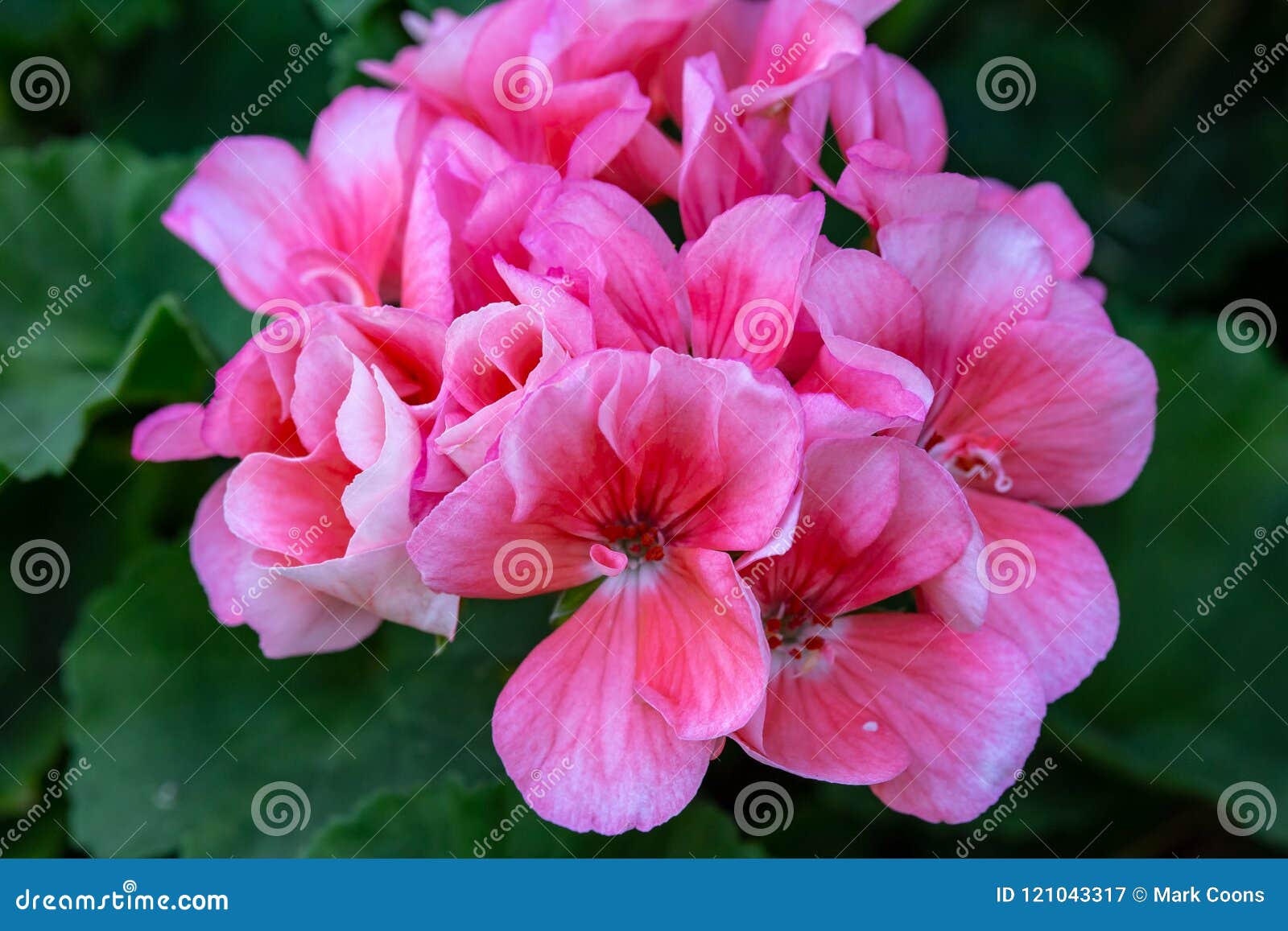 Clusters of Small Pink and White Flowers Stock Image Image of