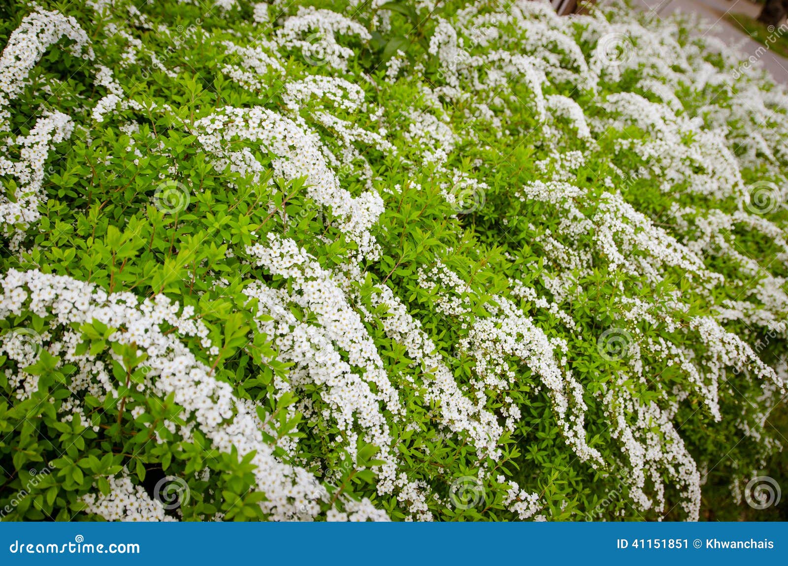 Clusters of Small White Flowers. Stock Image Image of chamomile, bright 41151851
