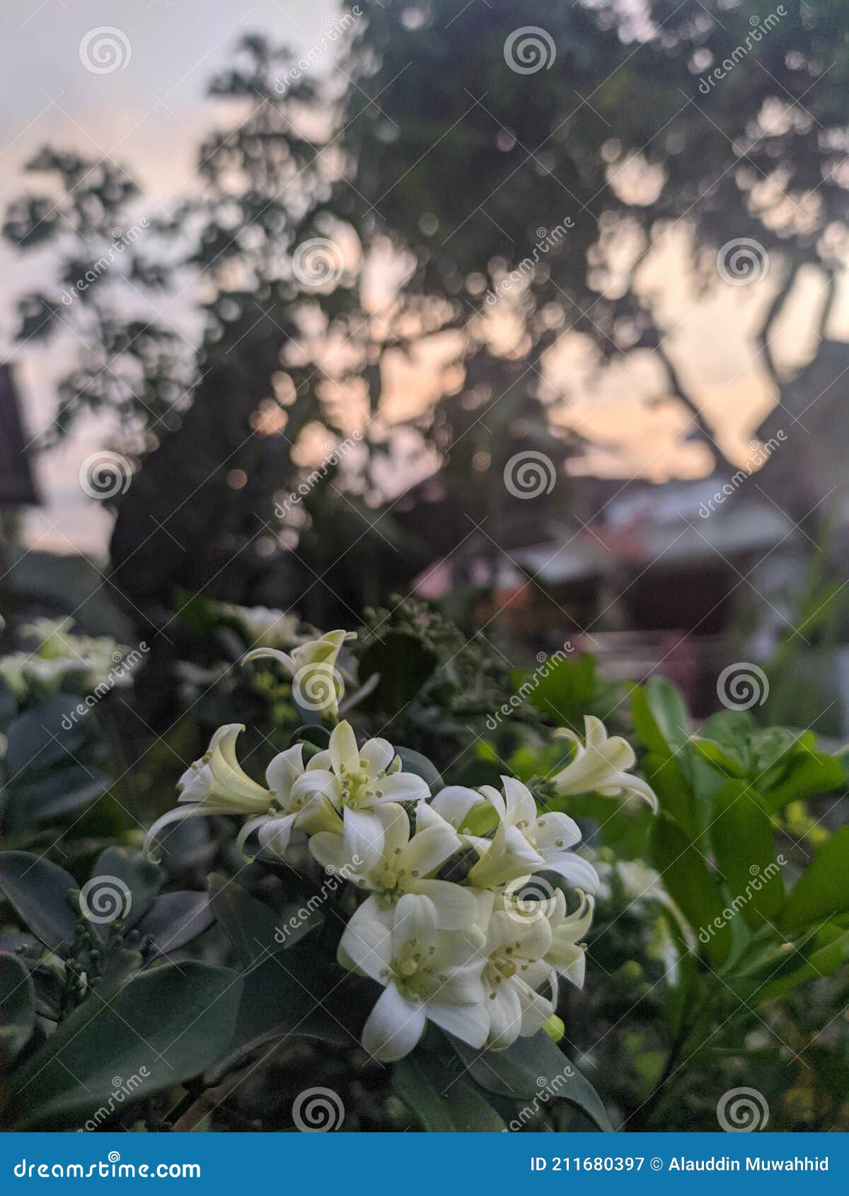 Clusters of white flowers stock image. Image of nature 211680397