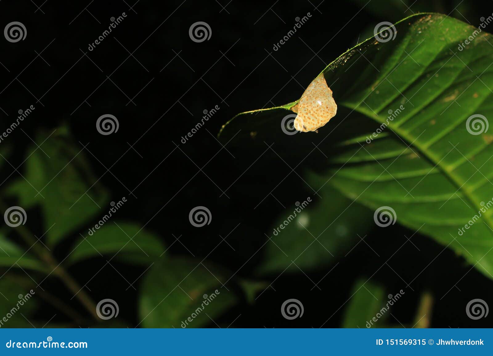 A Clutch of Frog Eggs Hanging Down from a Leaf Stock Image Image of