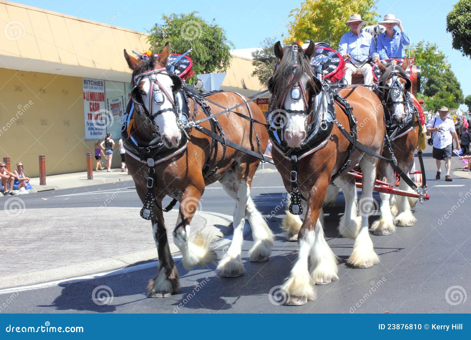 Clydesdale or Draft Horses on Parade Editorial Image Image of street
