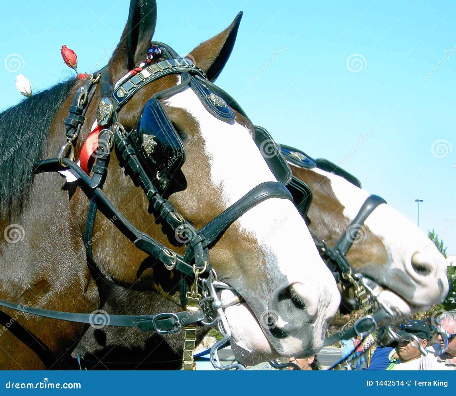 Clydesdale head close up stock photo. Image of animal 1442514