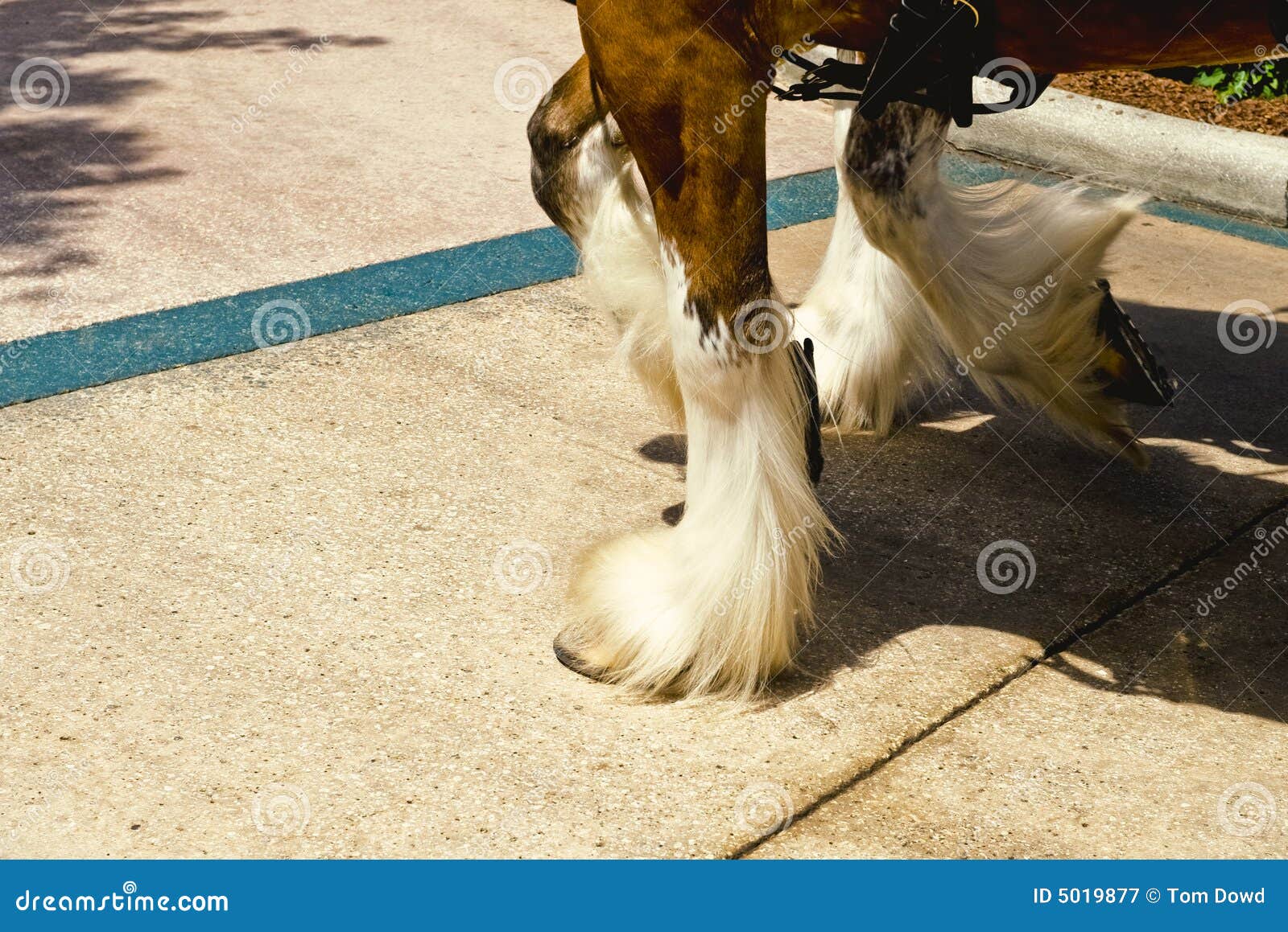 Hooves Of Clydesdale Horse RoyaltyFree Stock Photo