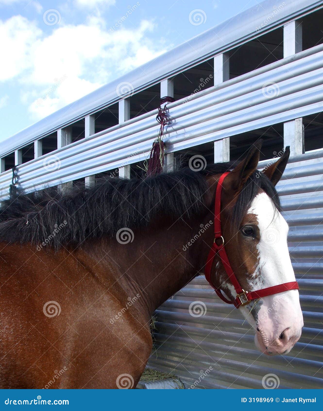 Clydesdale at Trailer stock image. Image of halter, horse 3198969