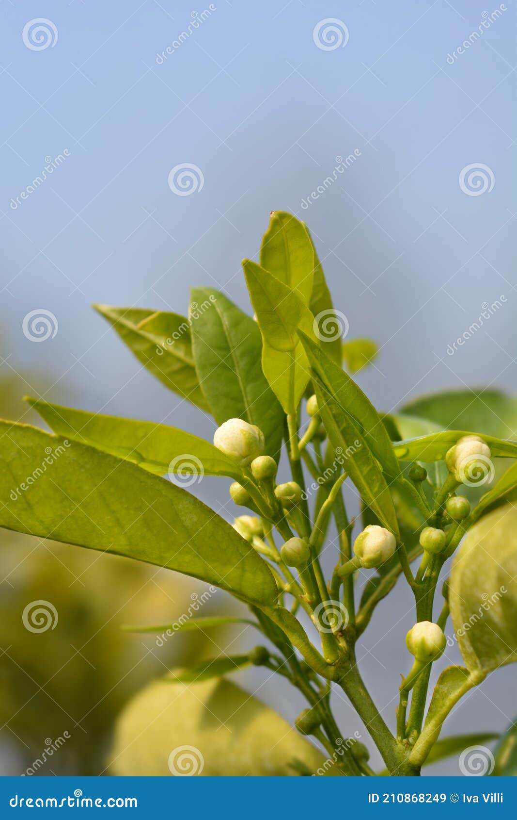 Clémentine image stock. Image du botanique, lame, fleur 210868249