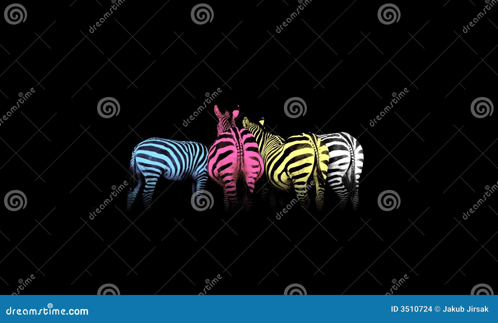 cmyk colored zebras