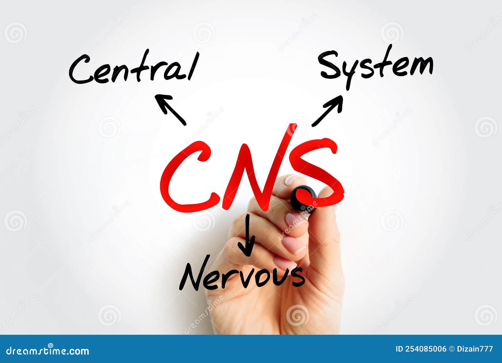 Cns Central Nervous System Is The Part Of The Nervous System Cns Central Nervous System Is The Part Of The Nervous System