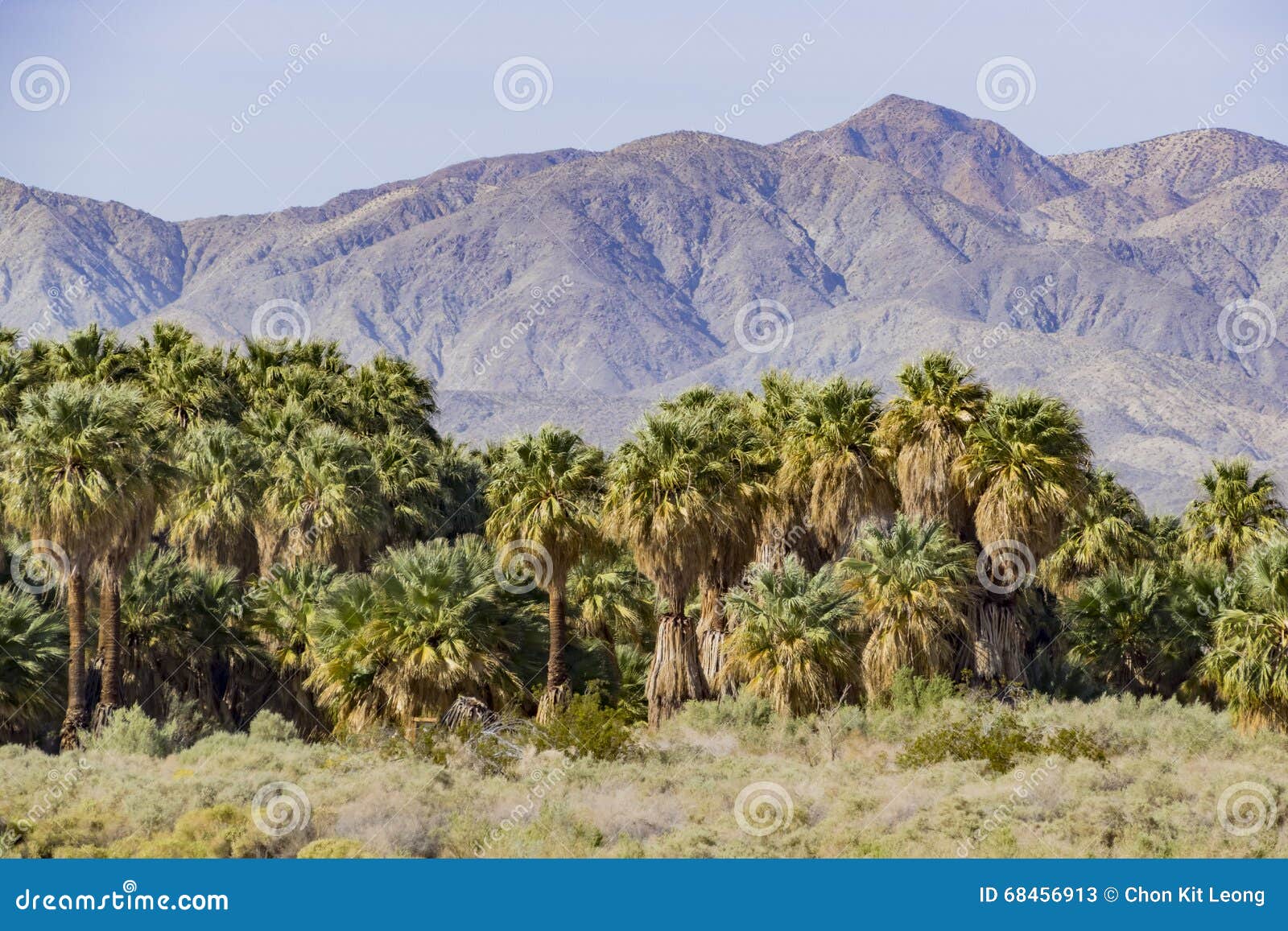 Coachella Valley Preserve stock image. Image of landscape 68456913