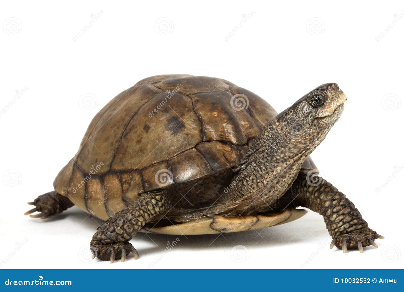 coahuilan box turtle