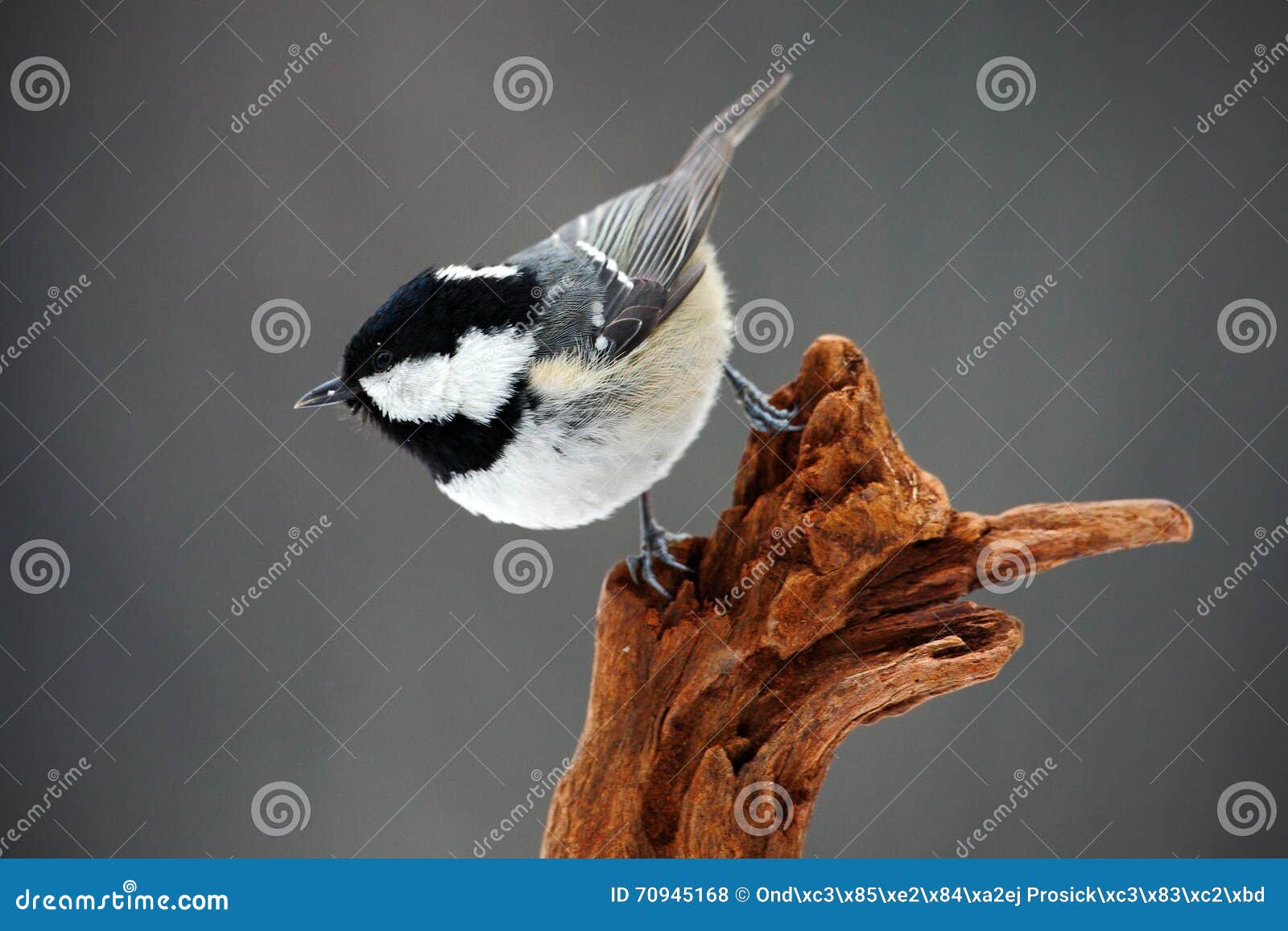 coal tit, parus ater, cute blue and yellow songbird in winter scene, snow flake and nice snow flake and nice lichen branch, bird
