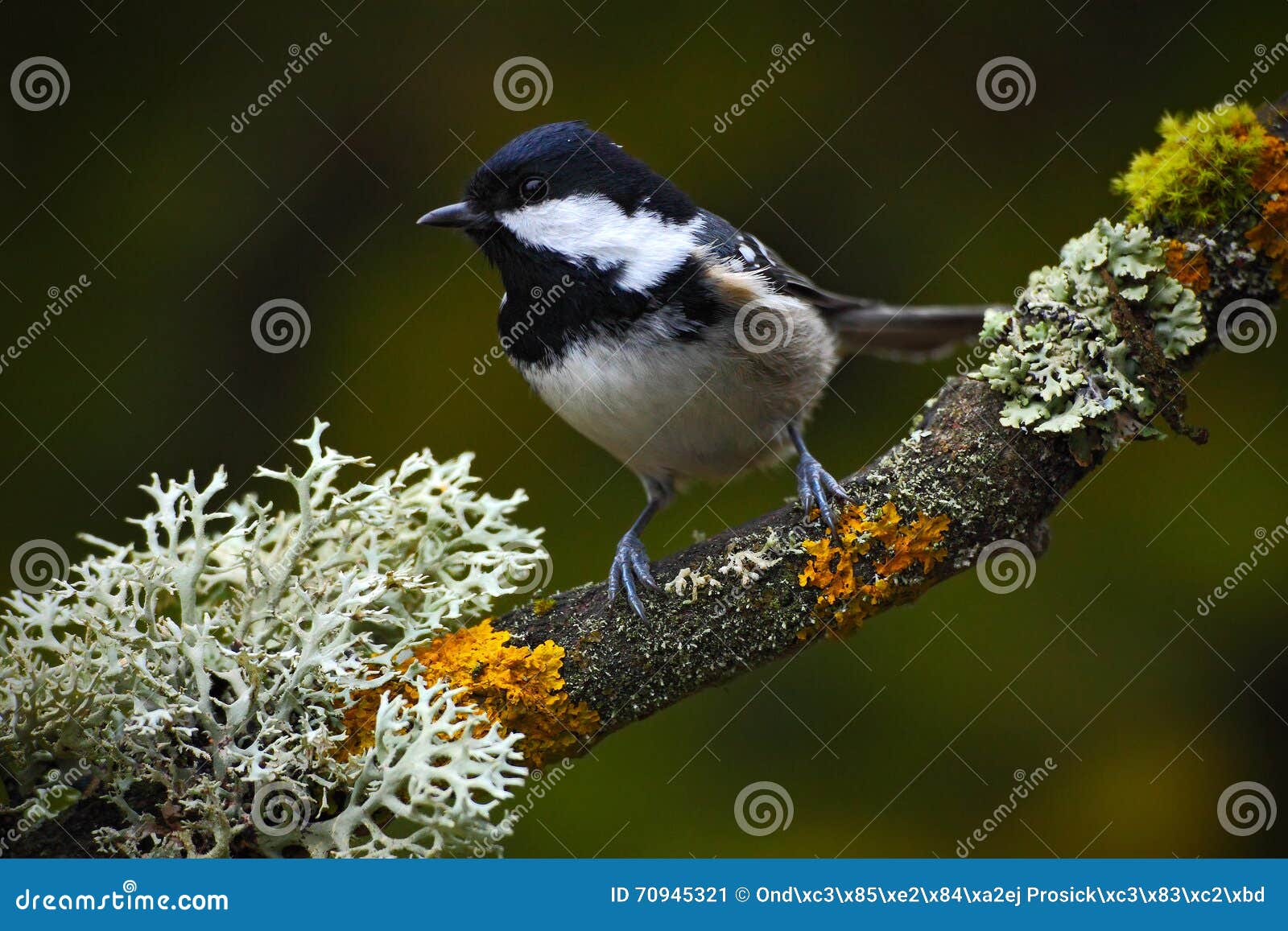 Coal Tit, Songbird Sitting on Beautiful Lichen Branch with Clear Dark Background, Animal in the Nature Habitat, Germany Stock Image - Image of forest, crested: 70945321 Coal Tit, Songbird Sitting on Beautiful Lichen Branch with Clear Dark Background, Animal in the Nature Habitat, Germany Stock Image - Image of forest, crested: 70945321