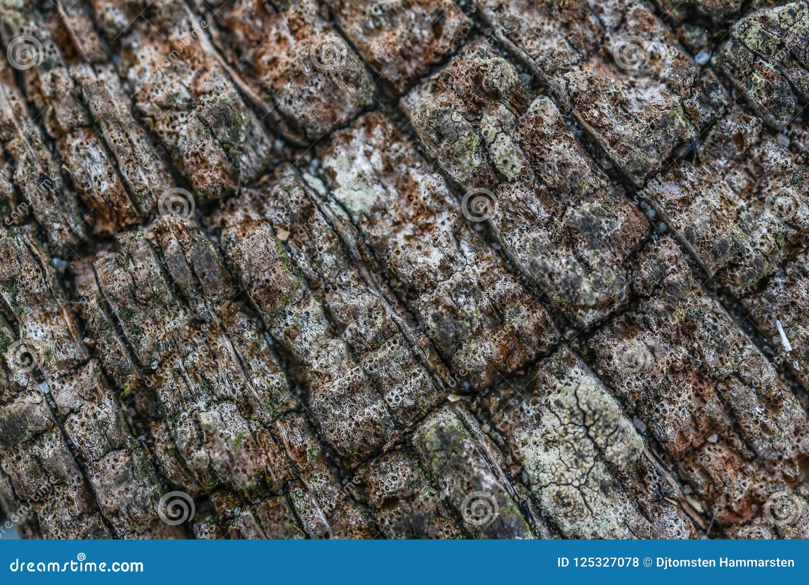 Coarse Dried Wood Surface Pattern Stock Photo - Image of energy, coal ...