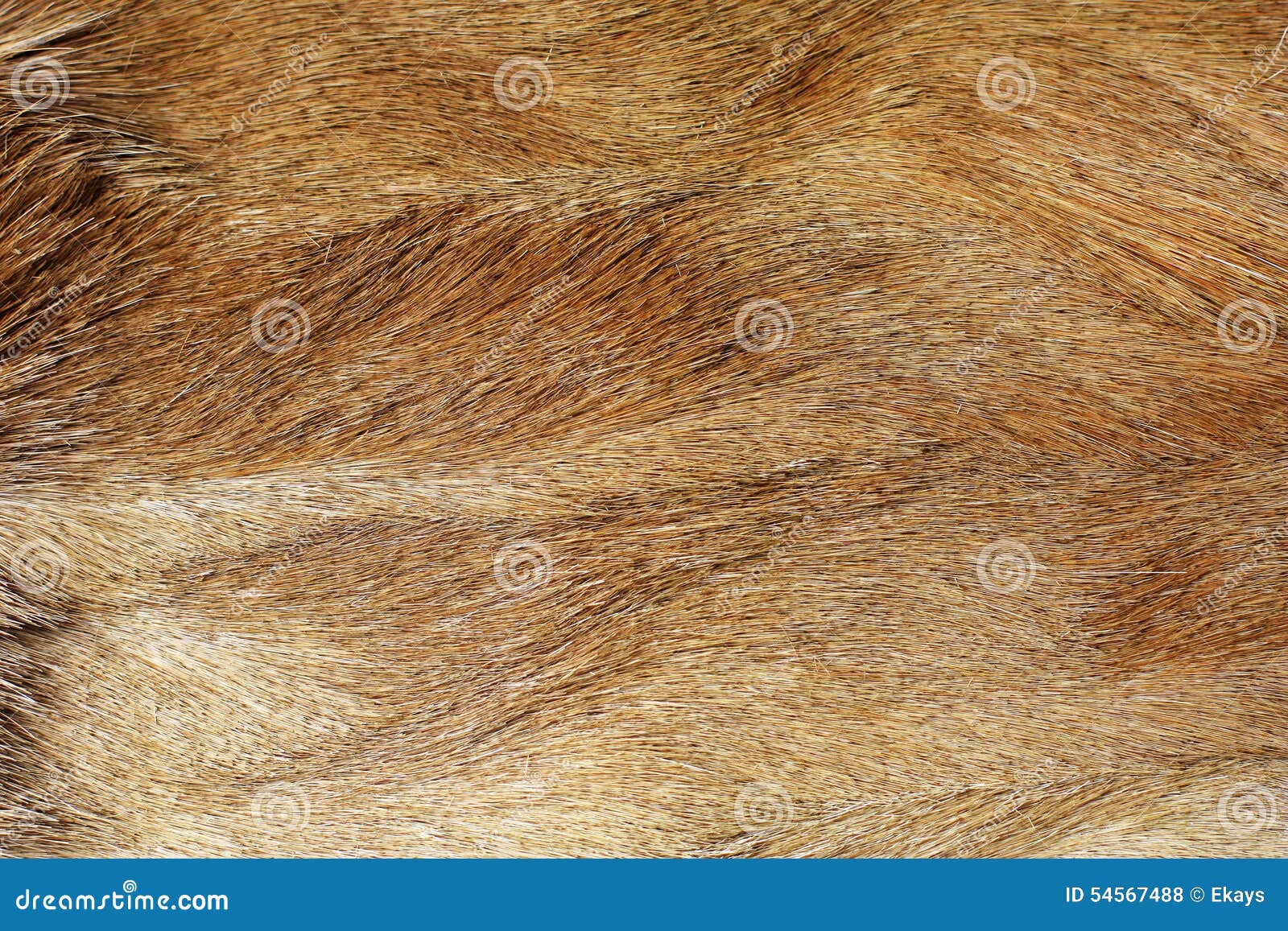 Coarse fur stock photo. Image of antilope, skins, hide 54567488