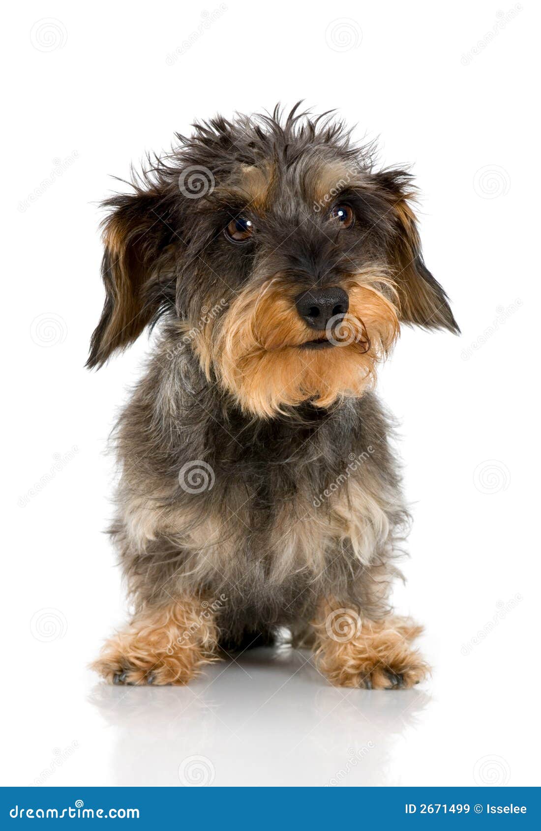 coarse haired dachshund