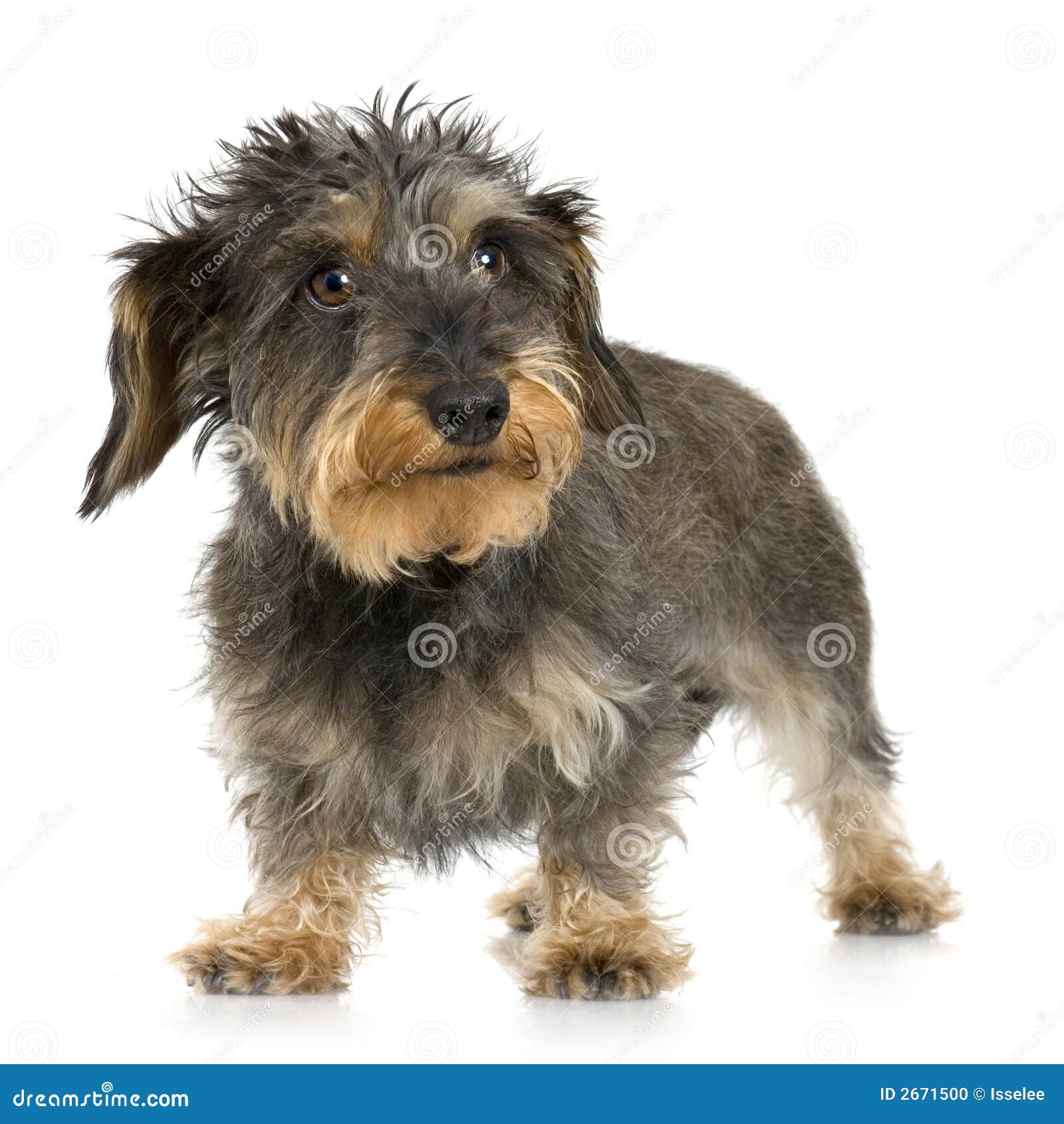 coarse haired dachshund