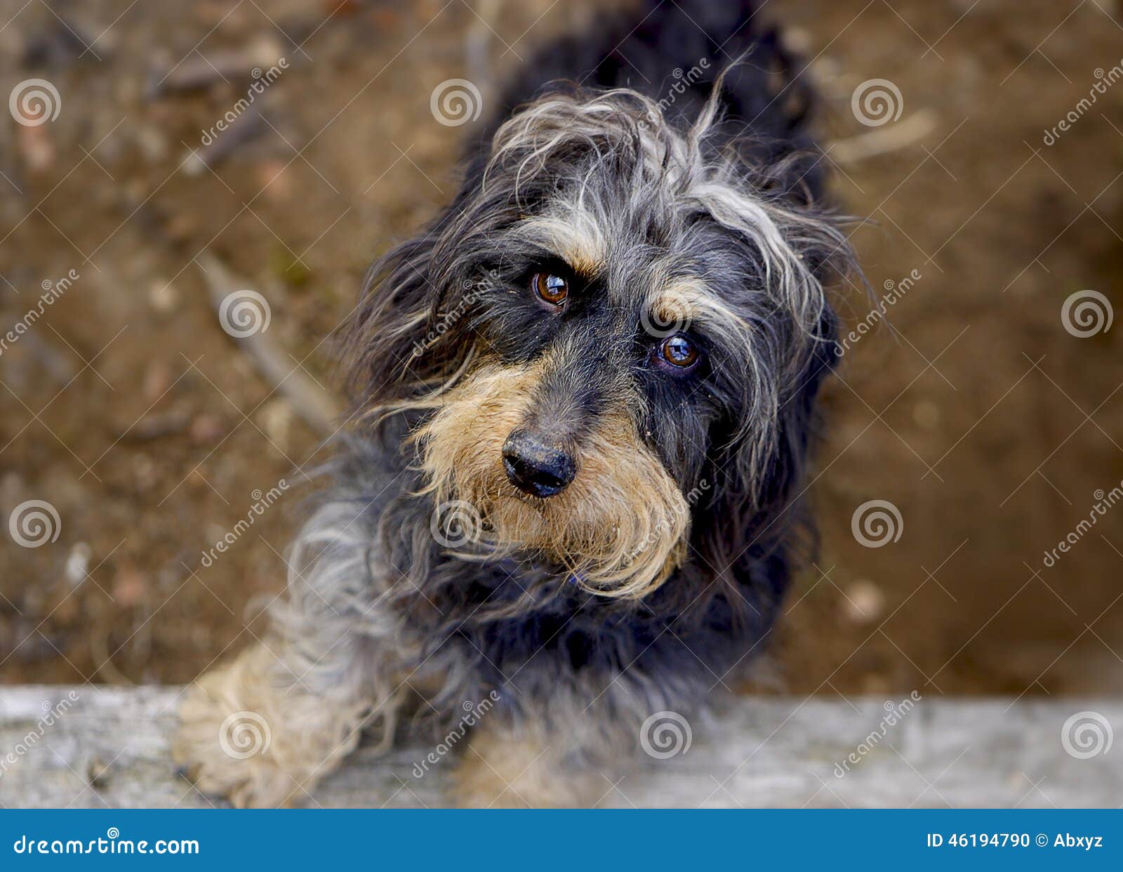 Coarse haired dachshund stock photo. Image of indoors 46194790