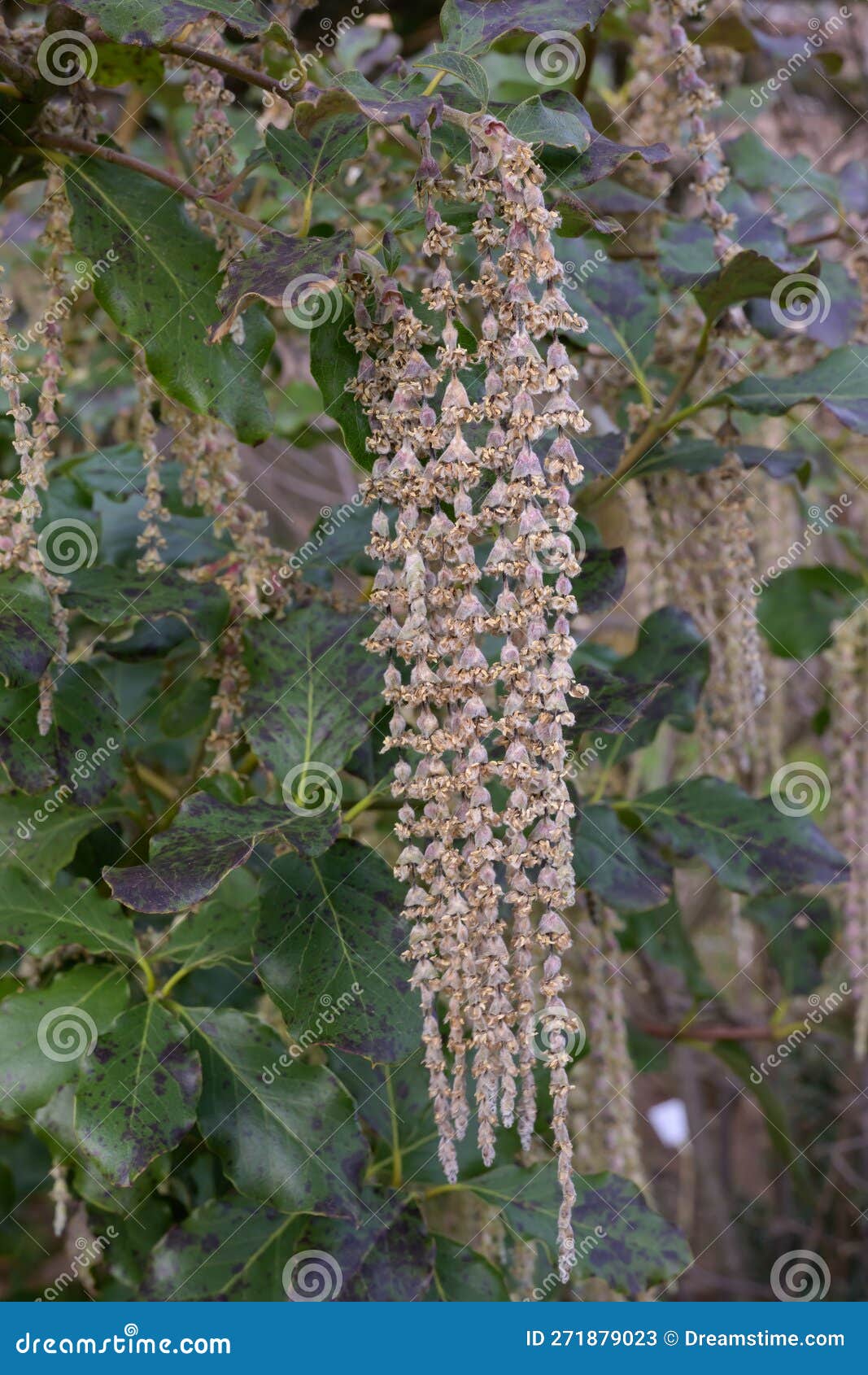 coast silk-tassel garrya elliptica, pending racemes of flowers