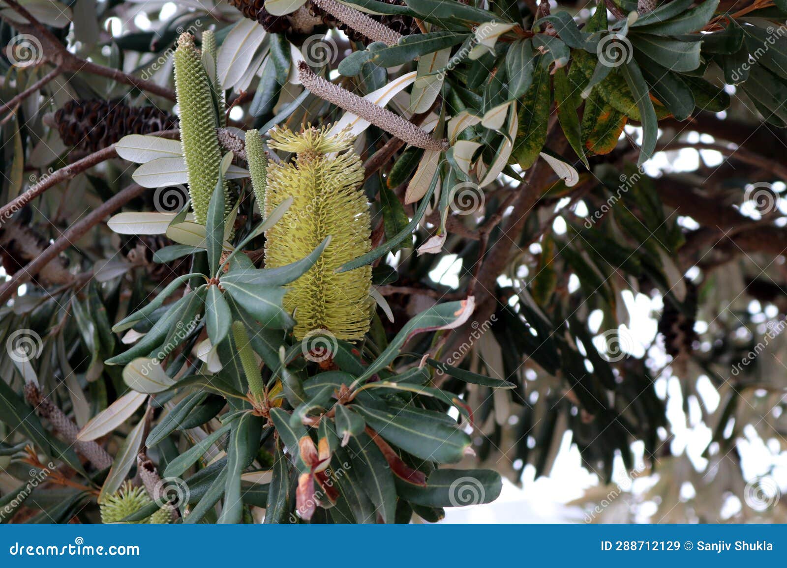 coastal banksia (banksia integrifolia) inflorescence on a tree : (pix sanjiv shukla)