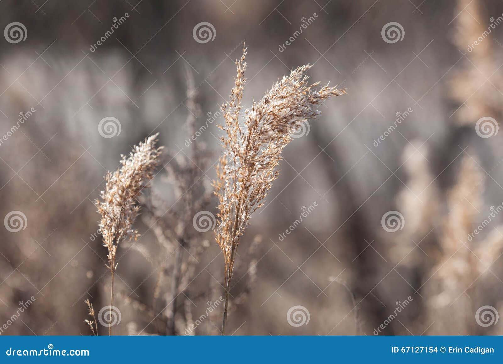 Coastal Grasses stock photo. Image of horizontal, plant - 67127154