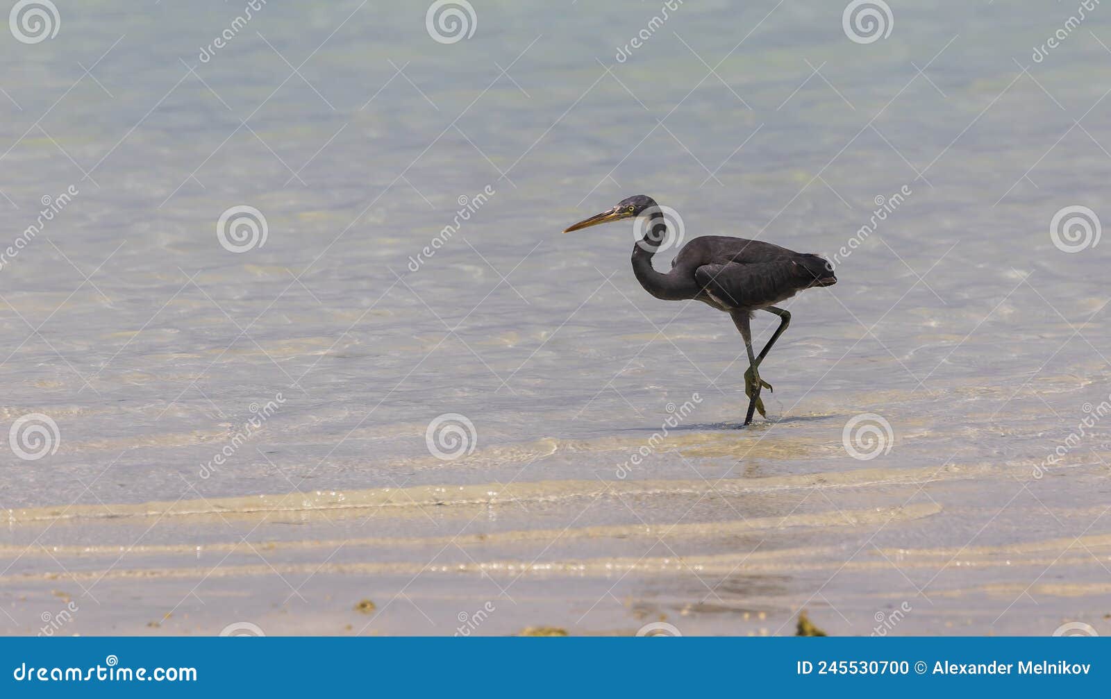 Coastal Heron on the Beaches of Abu Dhabi Stock Photo - Image of egret ...