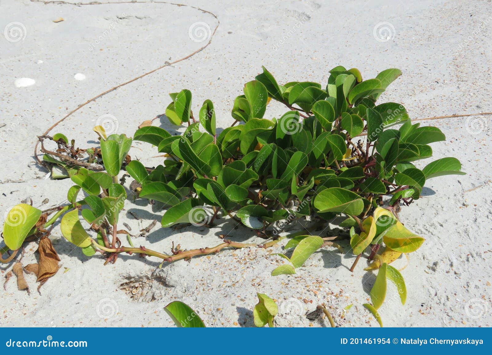 Coastal Plant on Florida Beach Stock Photo Image of environment