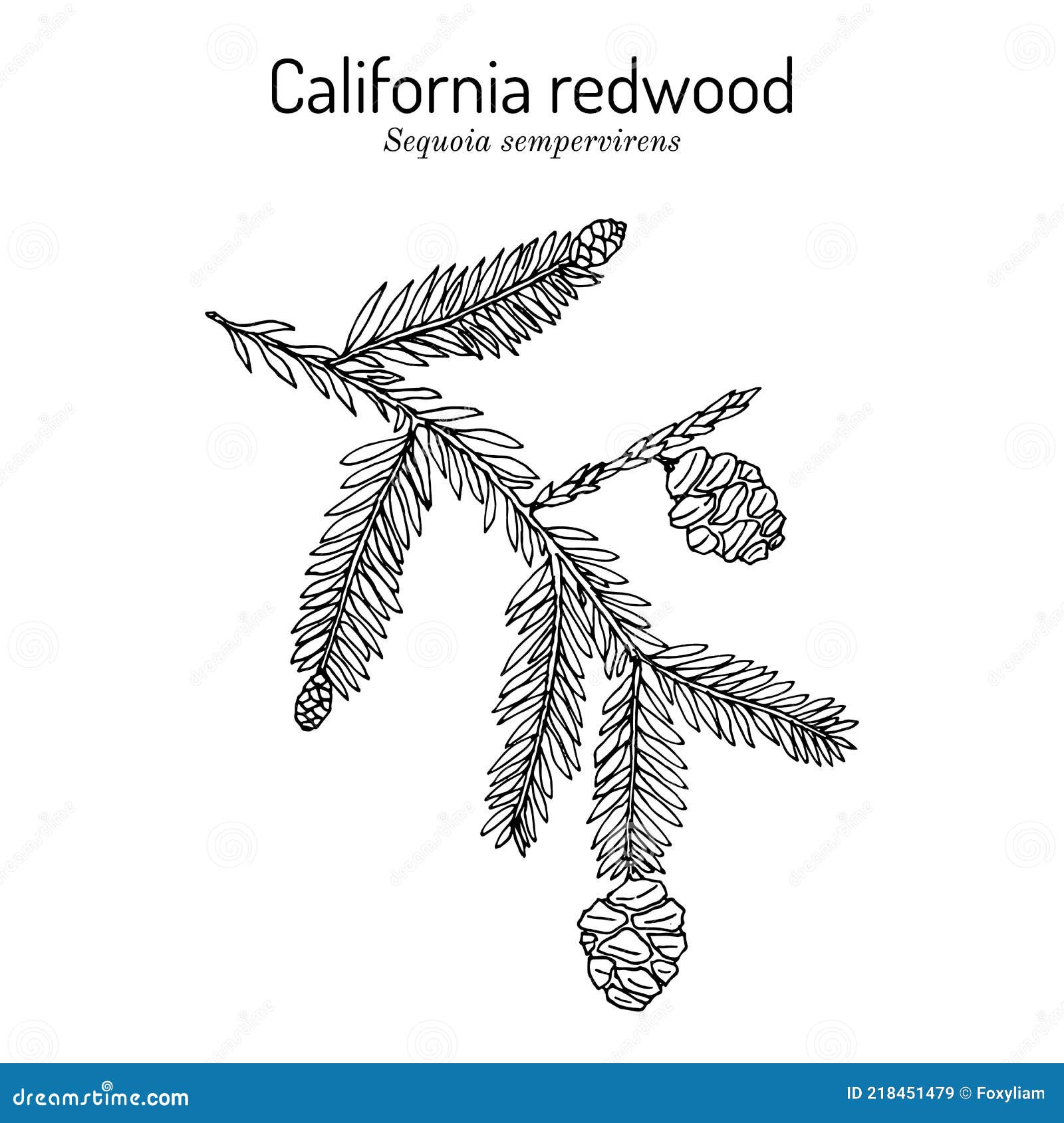 coastal redwood sequoia sempervirens , state tree of californi
