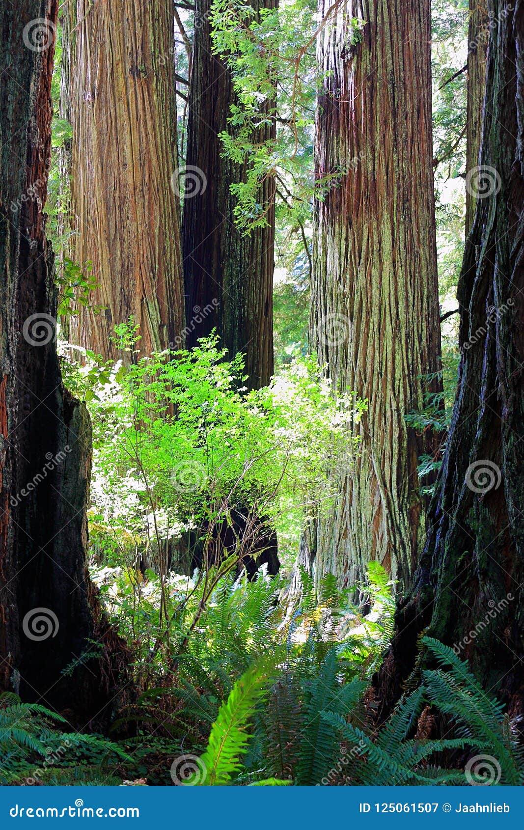 coastal redwoods, sequoia sempervirens, in del norte state park, unesco world heritage site, northern california
