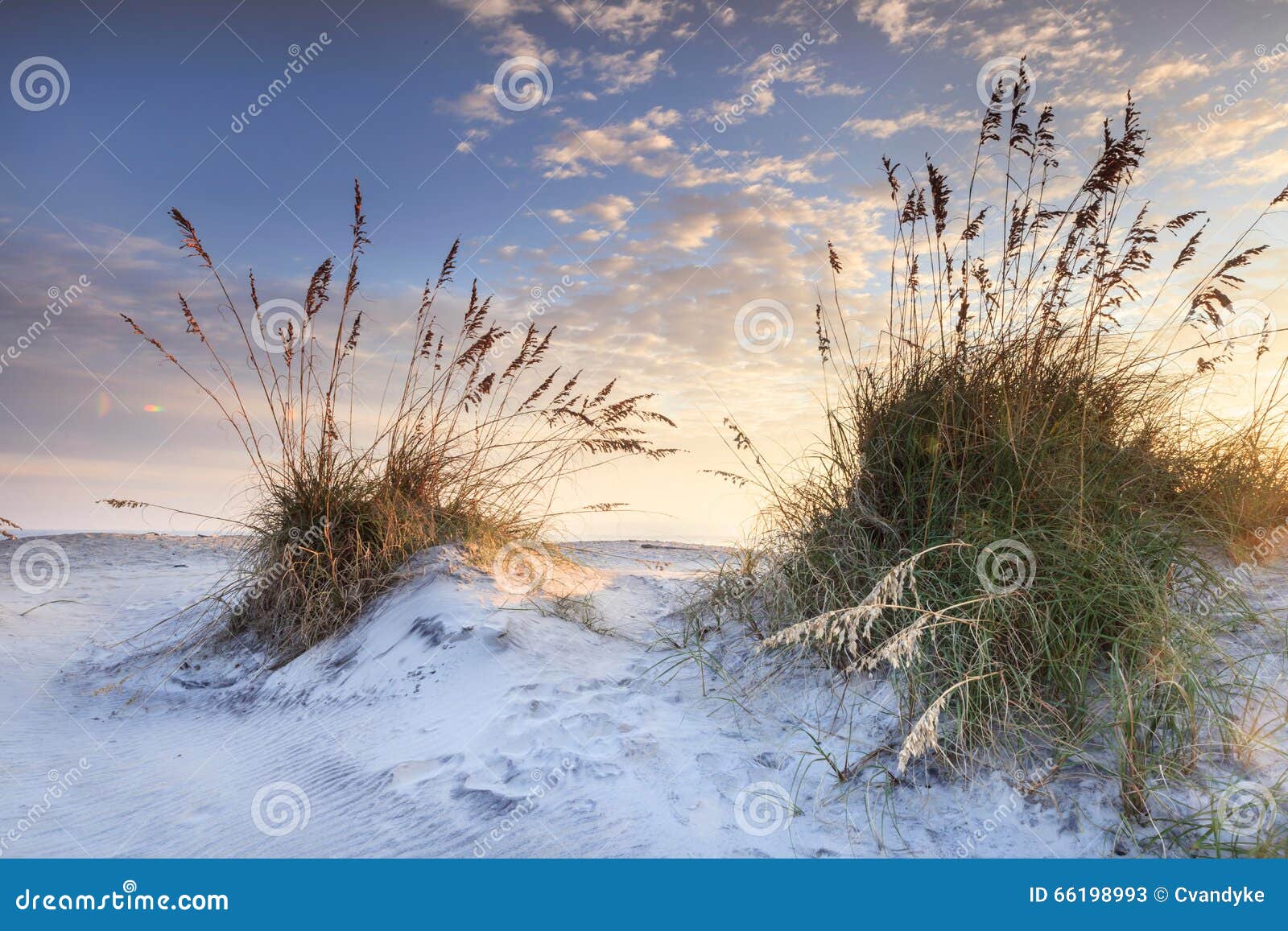 coastal sand and sea oats north carolina sunrise