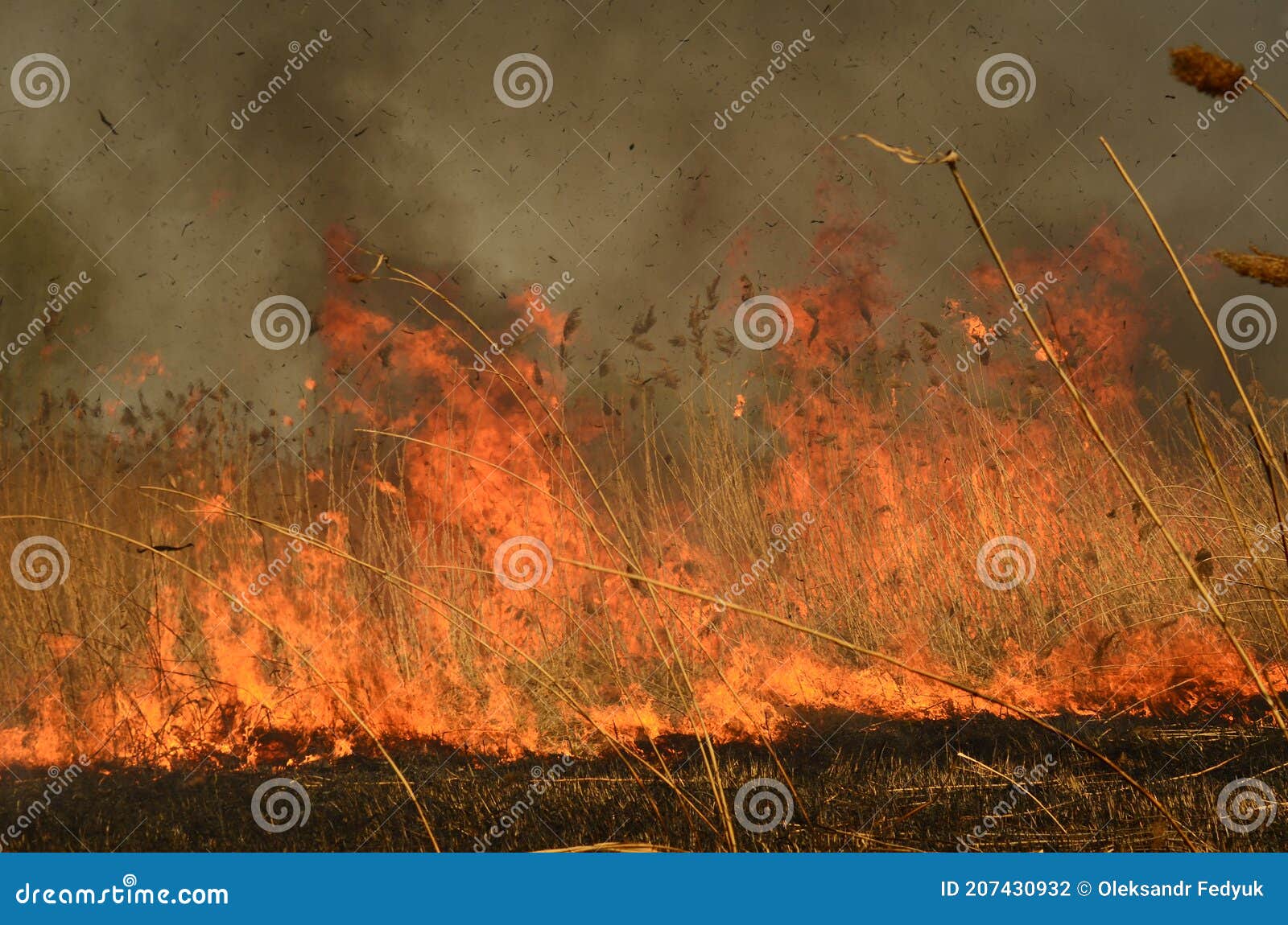 coastal zone of marsh creek, strong smoke from fire of liana overgrowth. spring fires of dry reeds dangerously approach