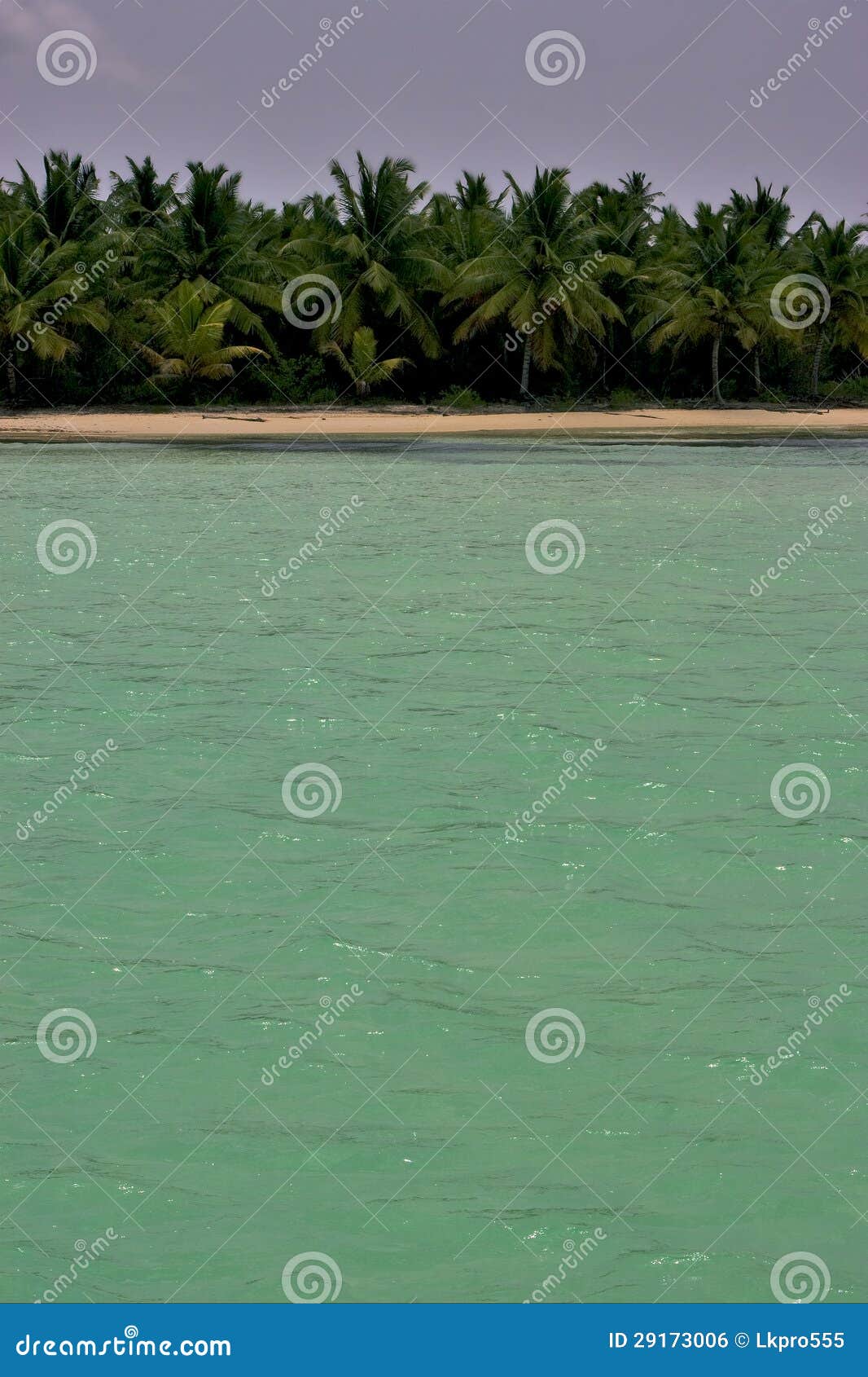 coastline and tree in dominicana