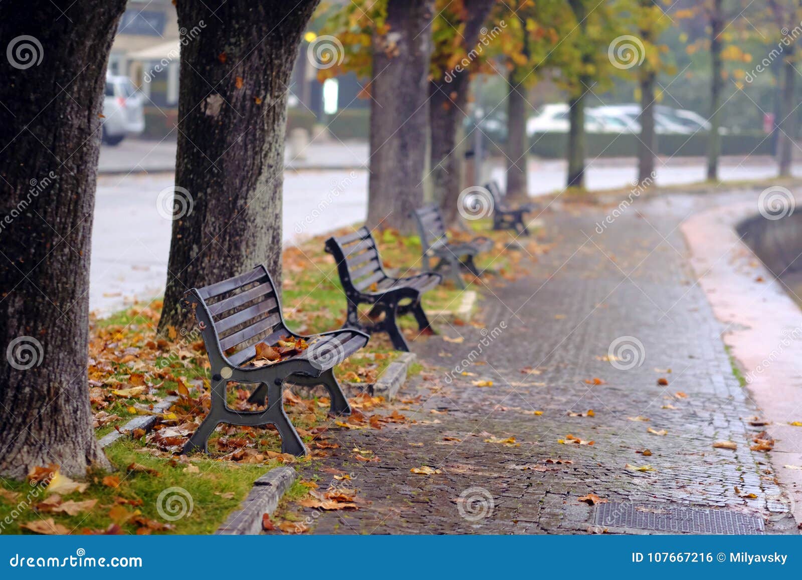 Coastline Trees Benches And Autumn Stock Photo Image Of Free