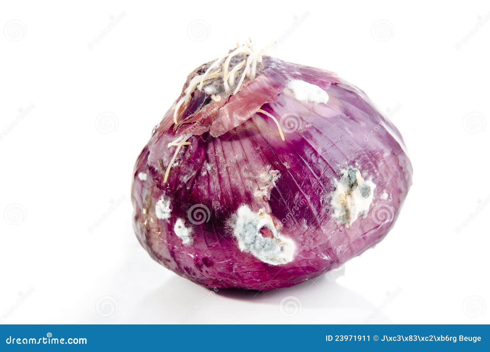 Coated mold purple onion stock image. Image of rotten 23971911