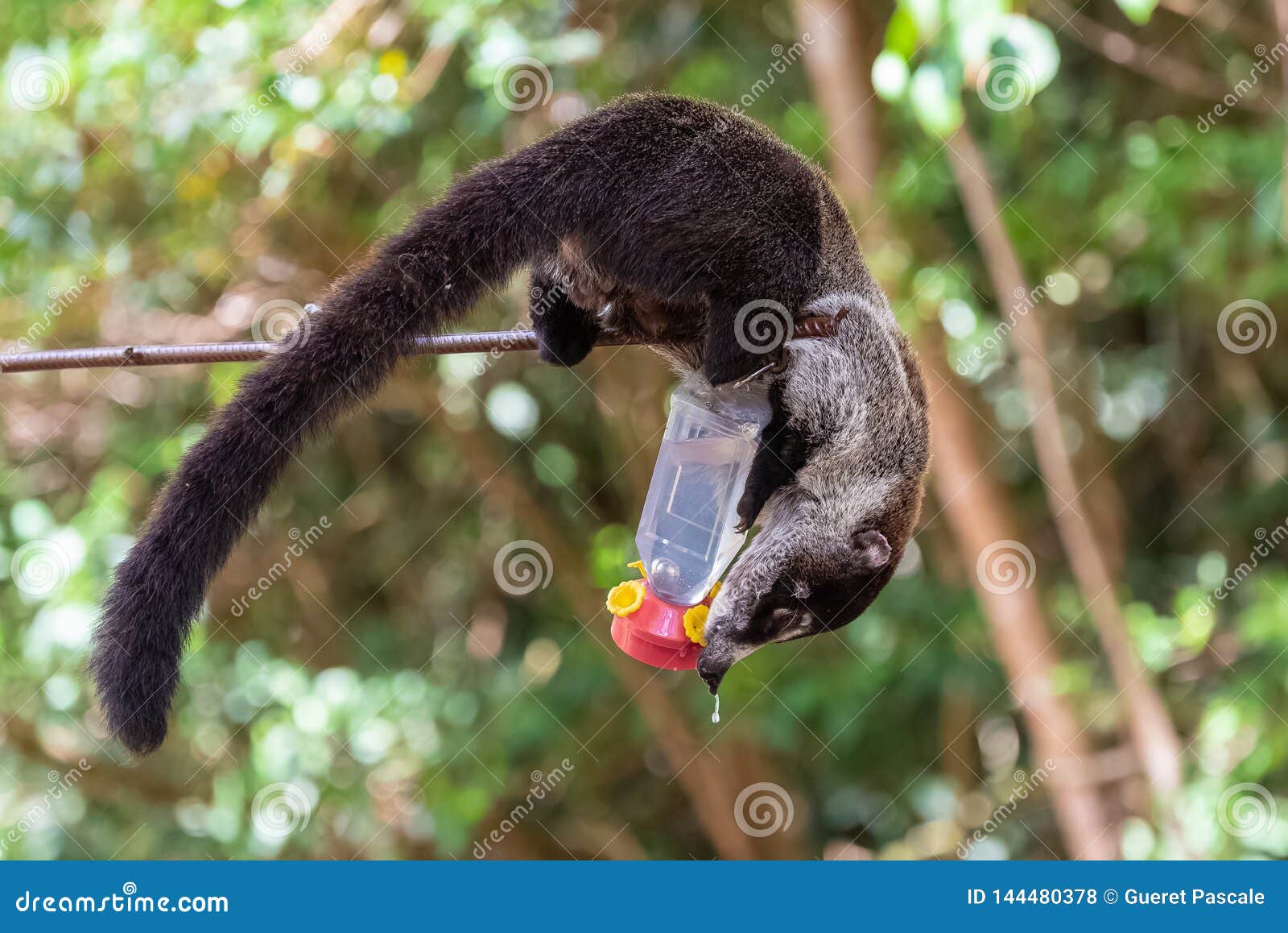 A coati climbing stock photo. Image of eating, america ...