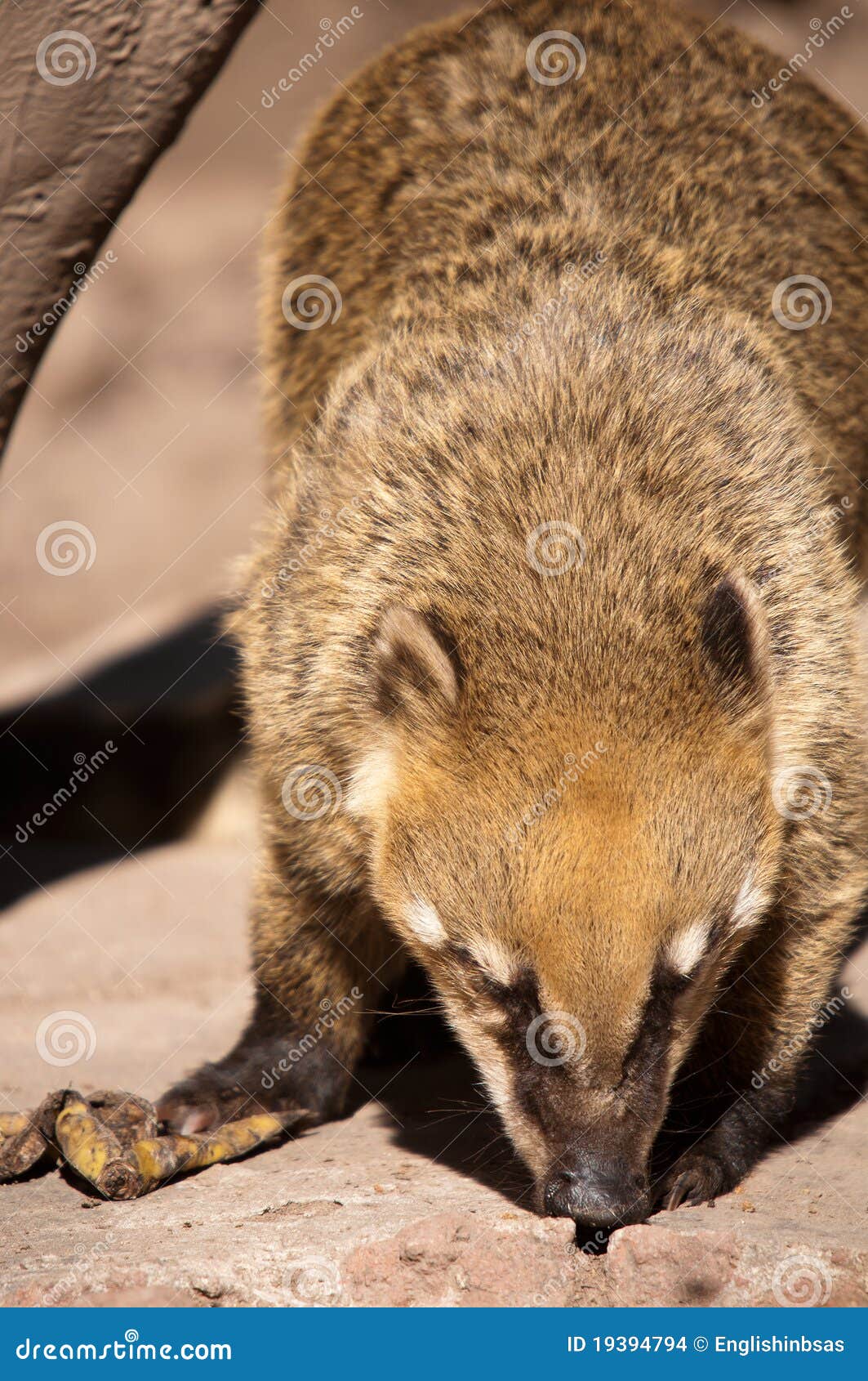 Coati at Feeding time stock photo. Image of omnivore - 19394794