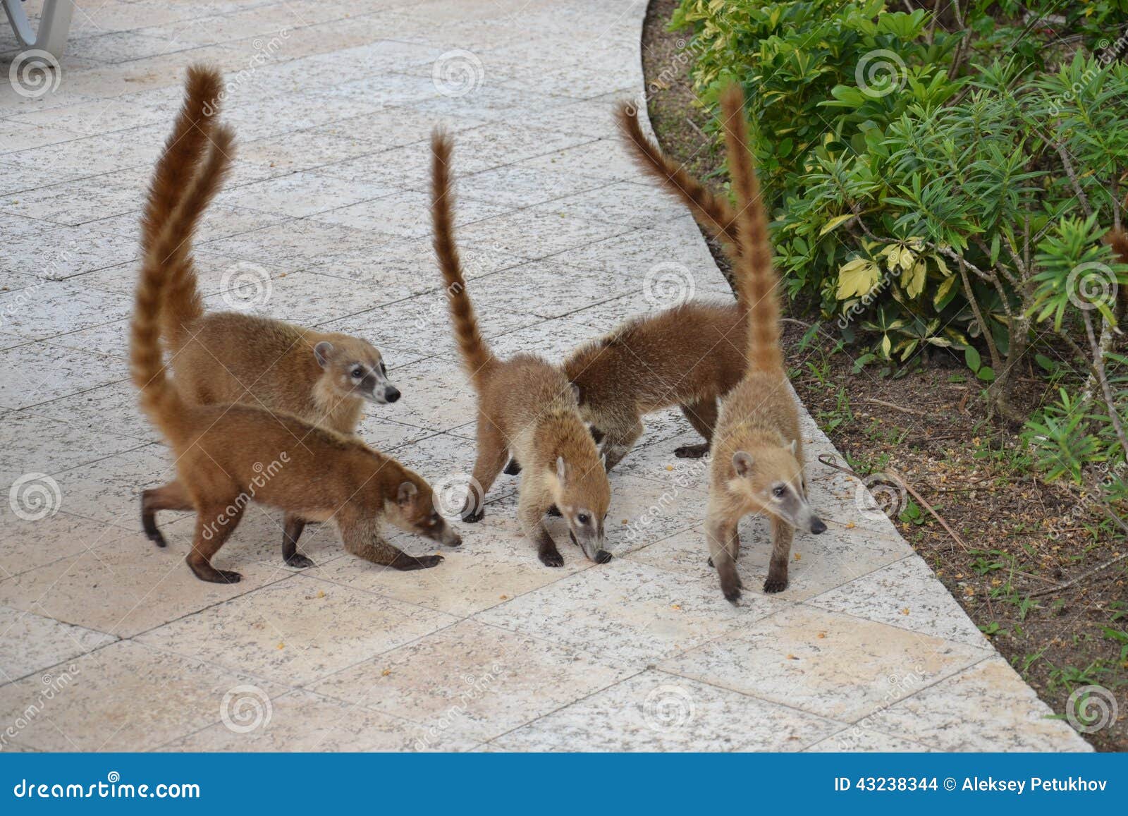 Coati. Nature, Tropics, Caribbean, Yucatan, Mexico Stock Photo - Image of friends, resort: 43238344 Coati. Nature, Tropics, Caribbean, Yucatan, Mexico Stock Photo - Image of friends, resort: 43238344