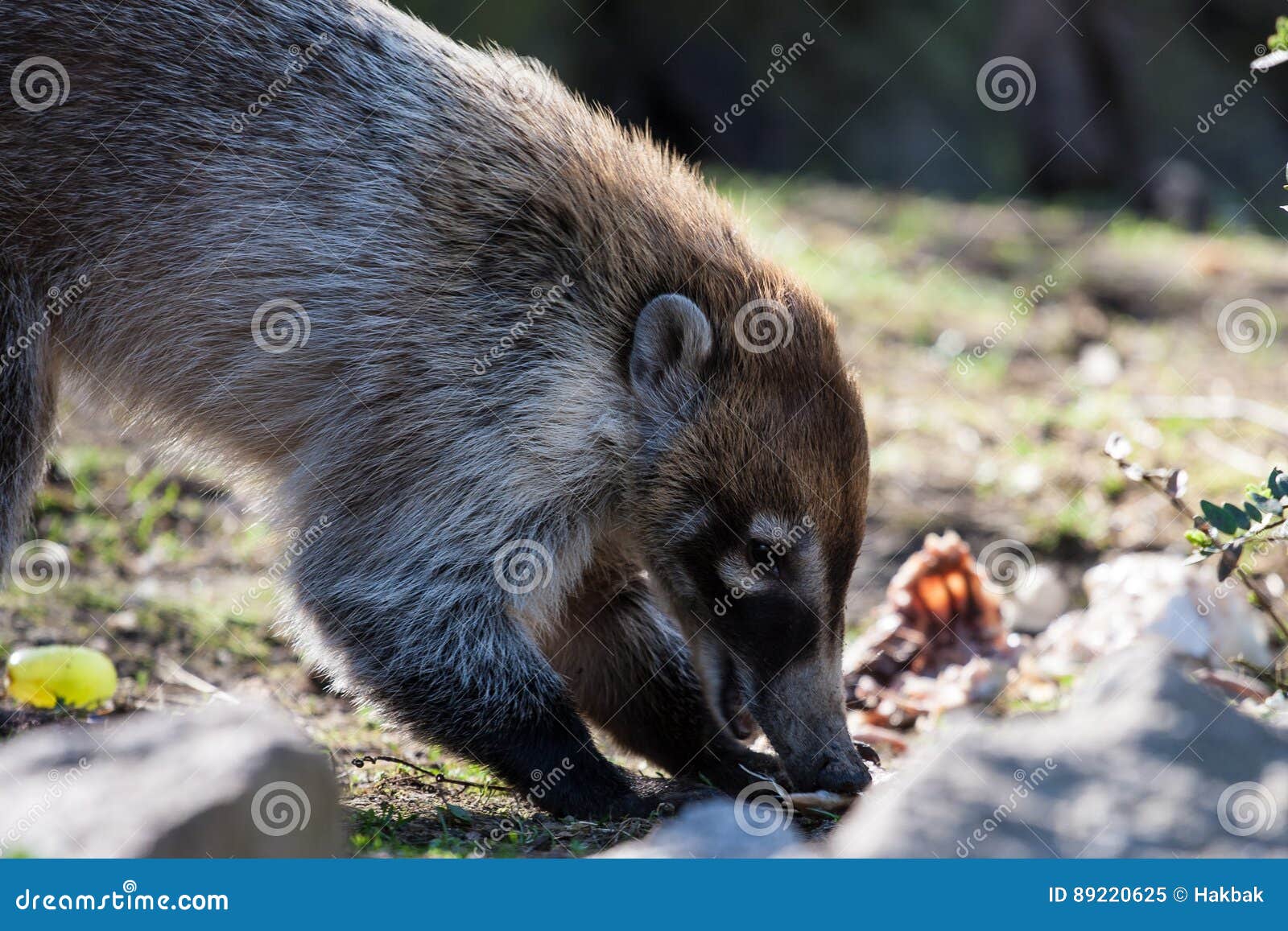 coati in prague