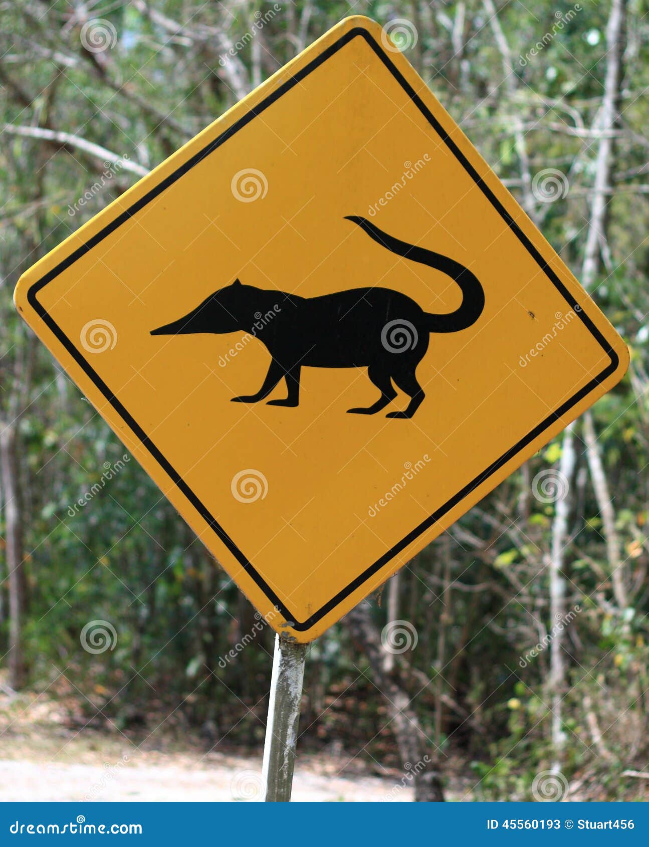 travel rica costa warning Photo Stock Coatis / Sign Crossing Image Animals Road travel rica costa warning Photo Stock Coatis / Sign Crossing Image Animals Road
