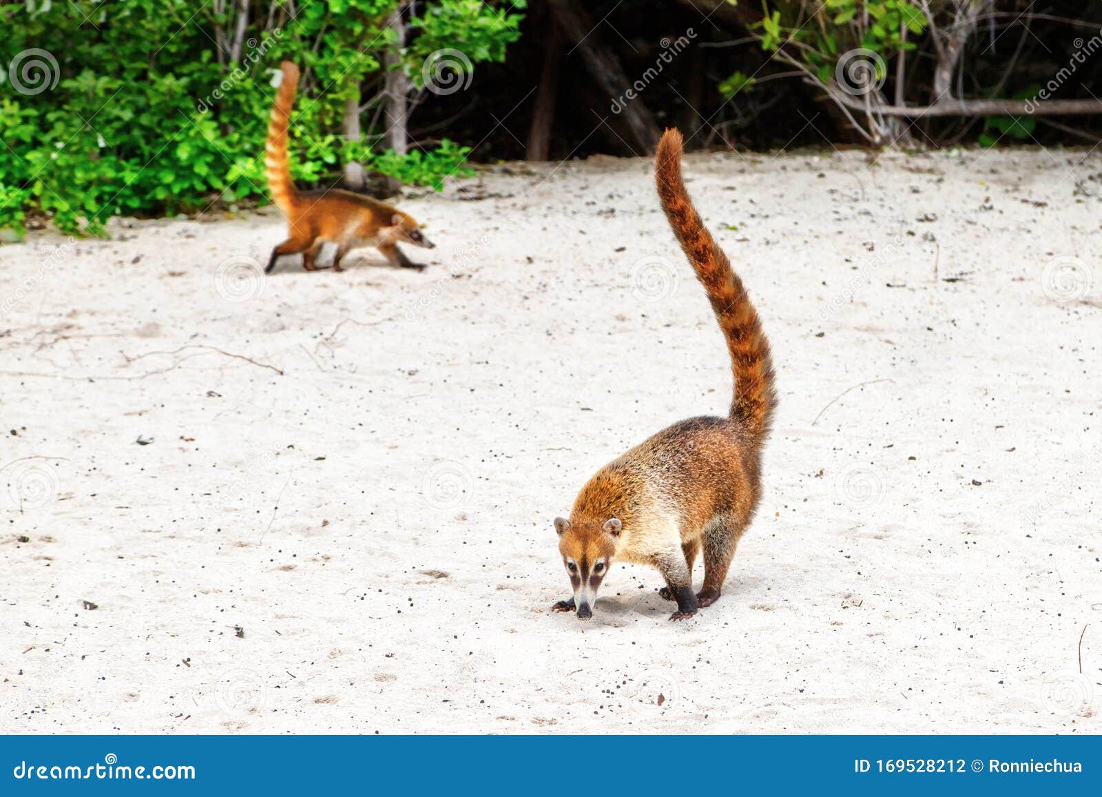 Coatis or Coatimundis Meandering on the Sandy Beaches of Cancun, Mexico Stock Photo - Image of wildlife, mexico: 169528212 Coatis or Coatimundis Meandering on the Sandy Beaches of Cancun, Mexico Stock Photo - Image of wildlife, mexico: 169528212