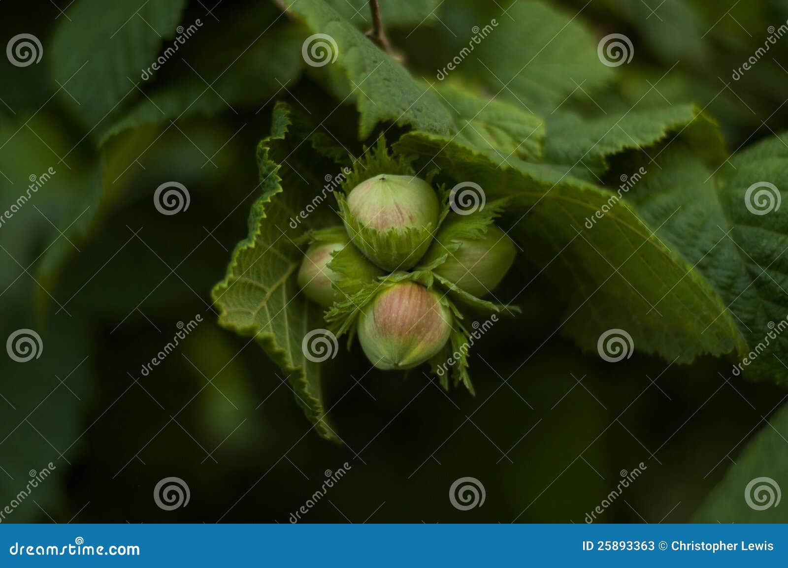 cob nuts on a hazel tree in summer